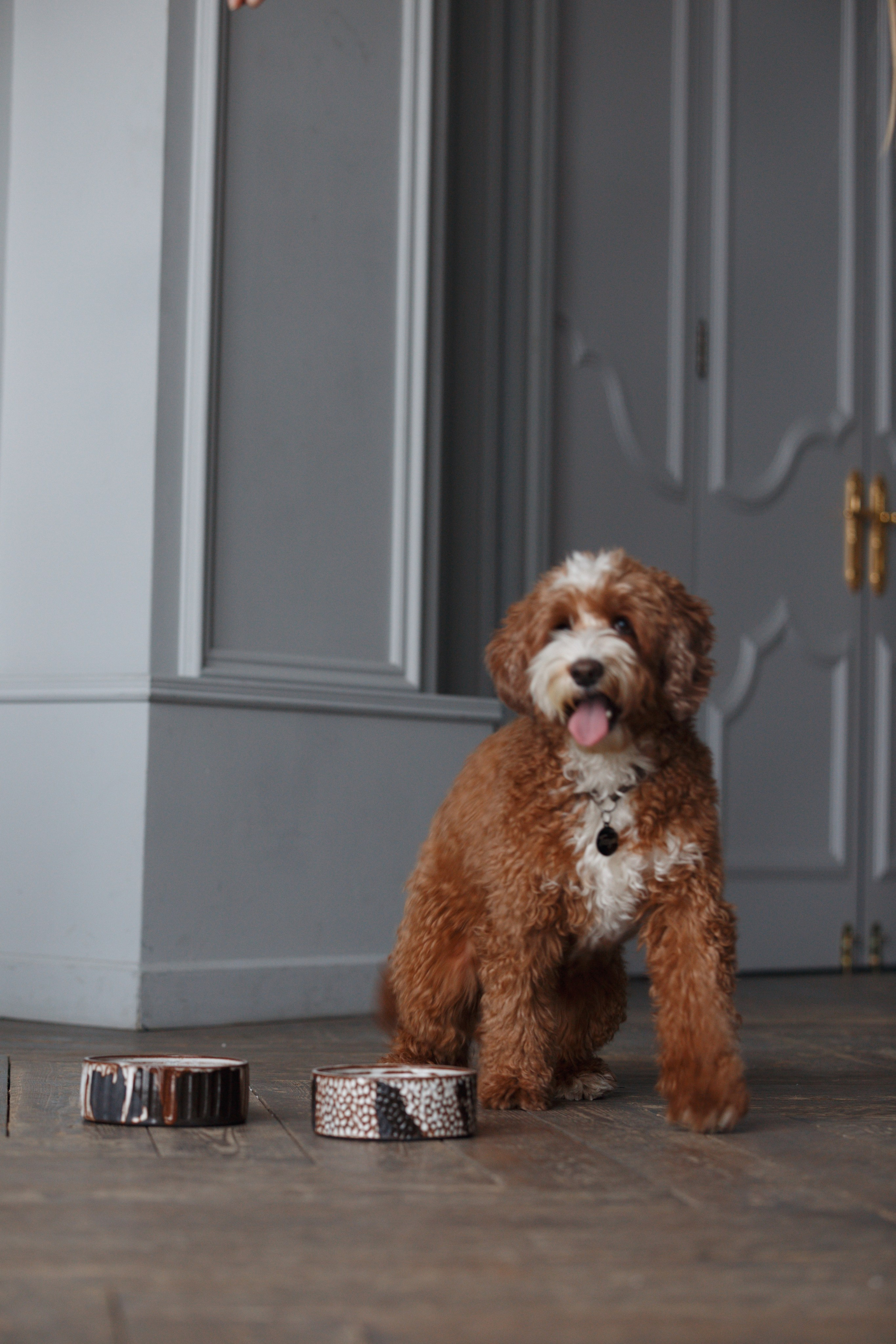 Bmbh лежанки и адресники. Фотограф анималист Кристина Карпова, Москва