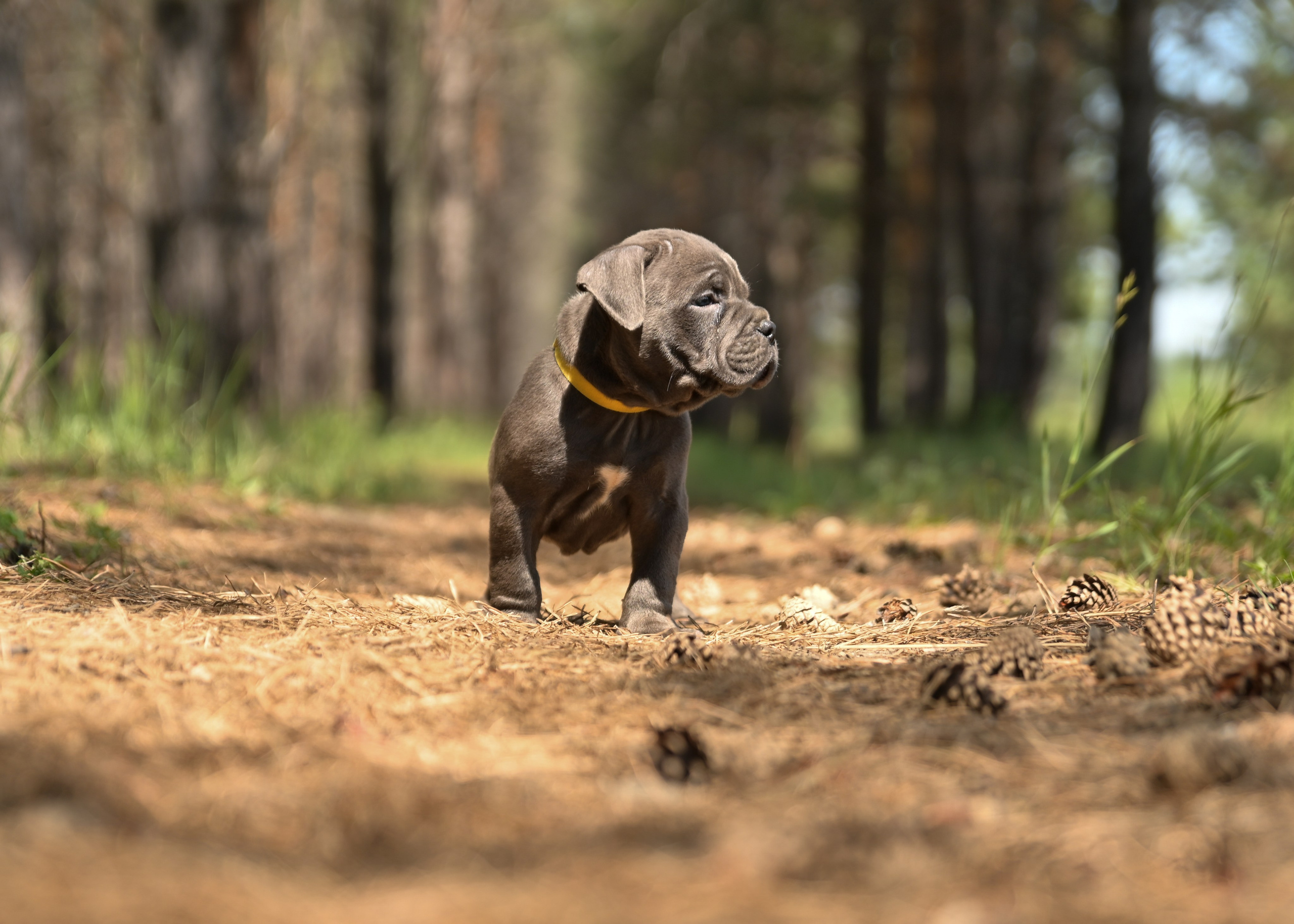 Свободные щенки Американский Булли в Иркутске. Питомник собак Иркутск