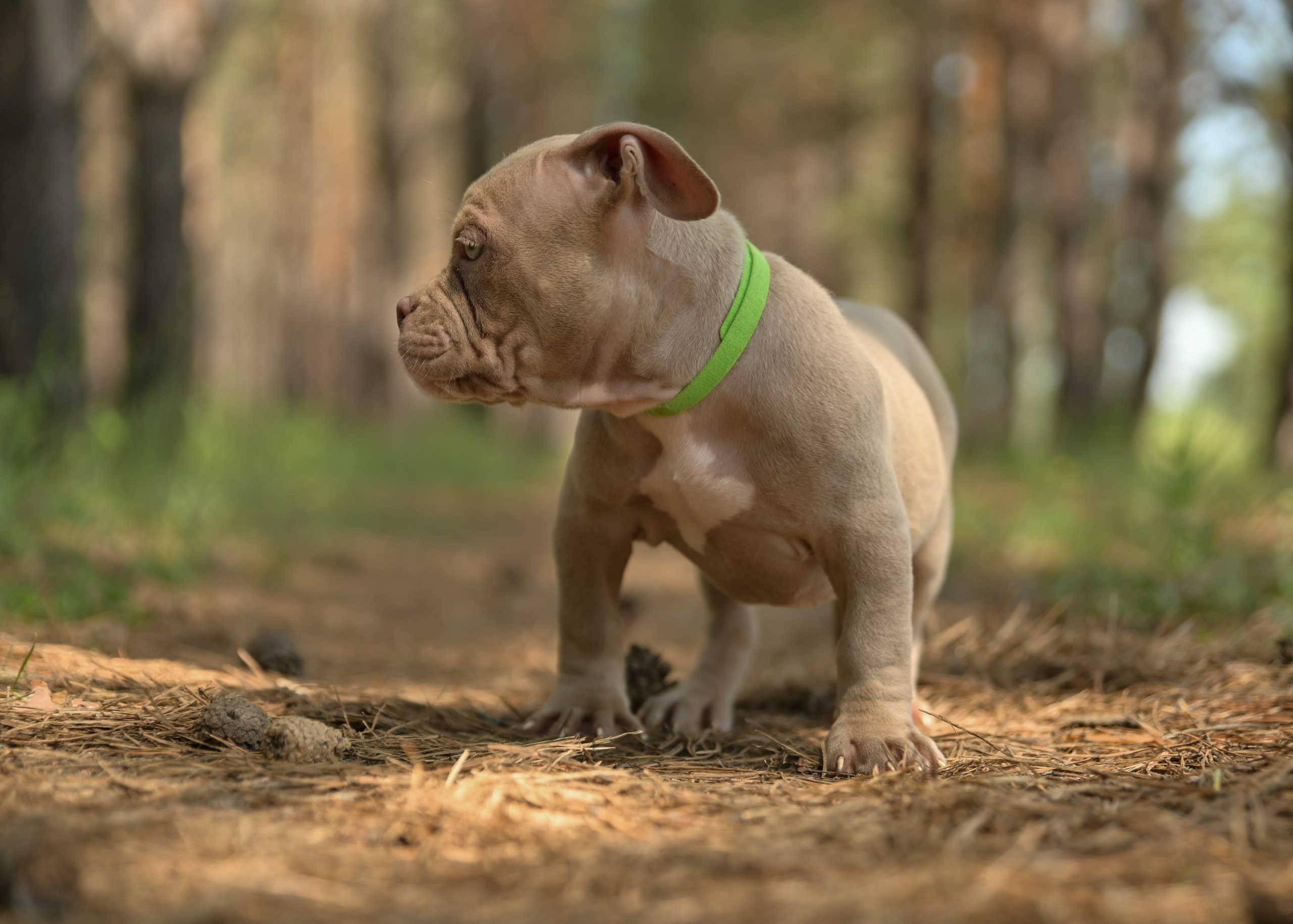 Свободные щенки Американский Булли в Иркутске. Питомник собак Иркутск