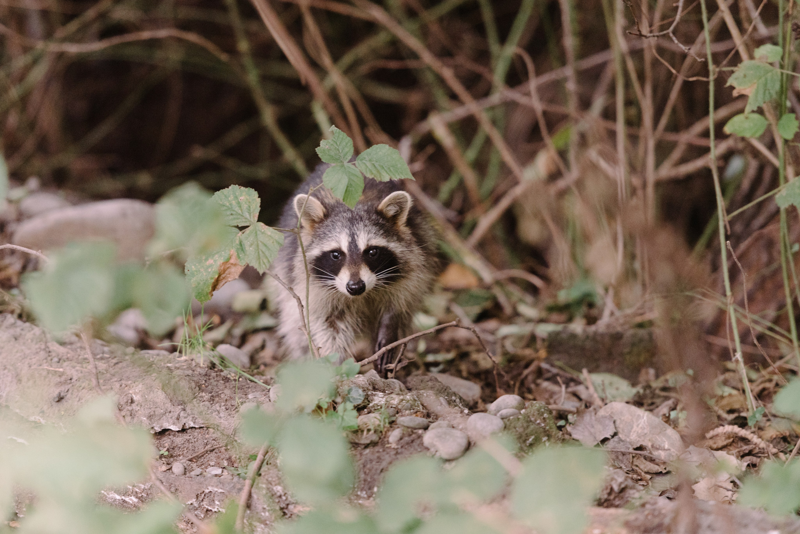 Самур биологи. Фотограф Алиса Калинина