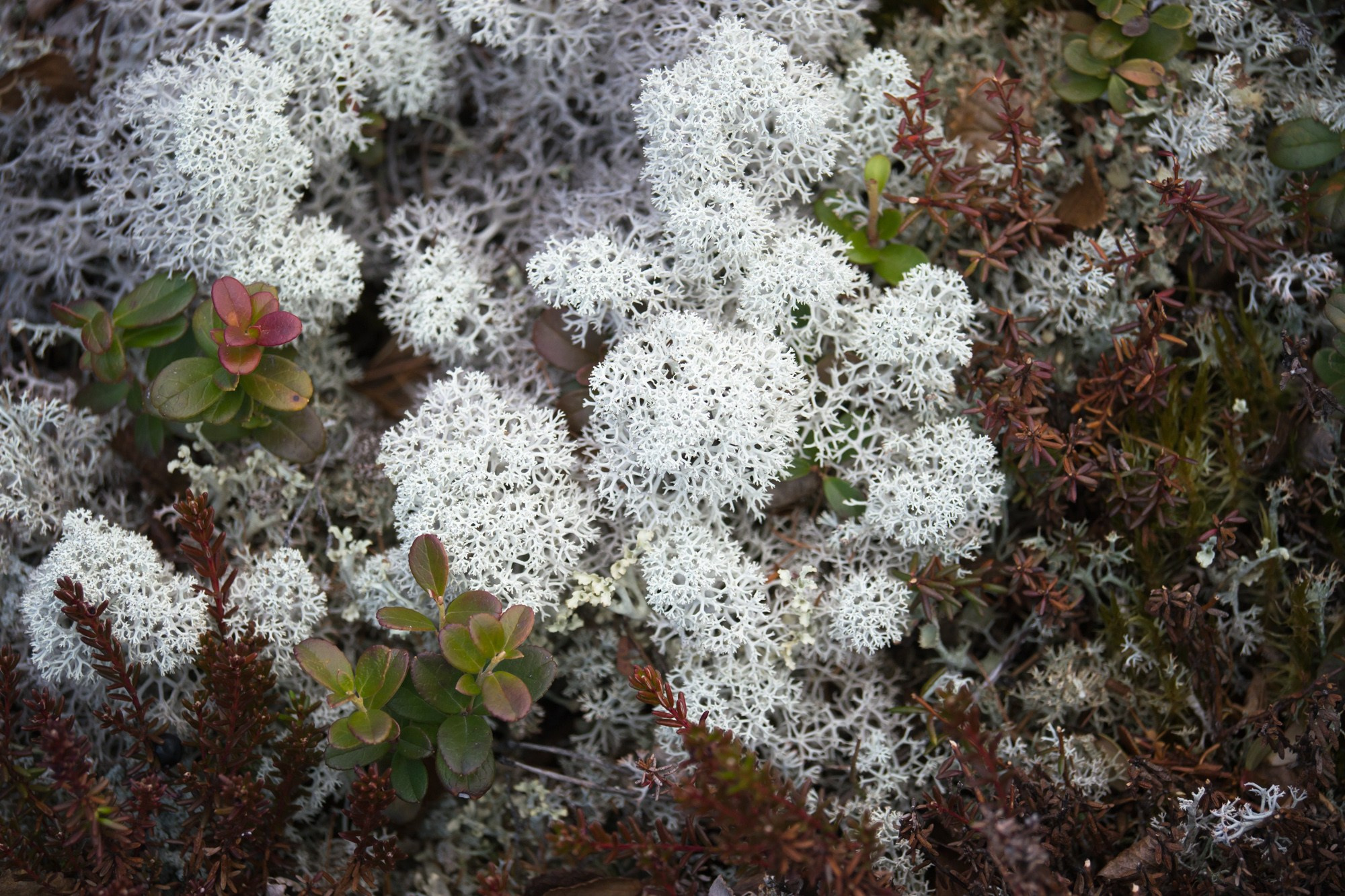 Якутия. Фотограф Алексей Скоробогатько
