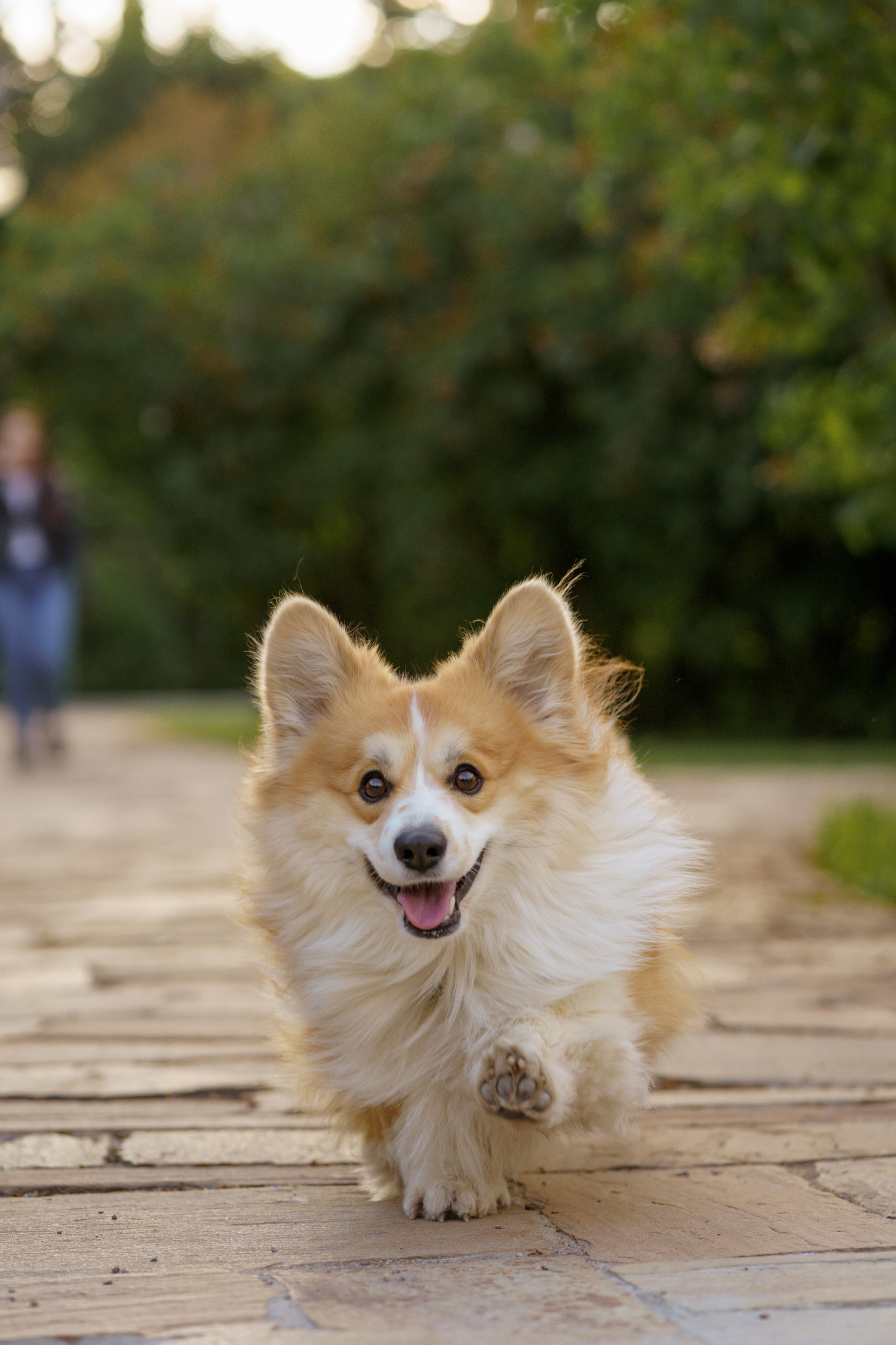 Катя, Арсений и Пух. Свадебный фотограф в Москве Анна Полушина
