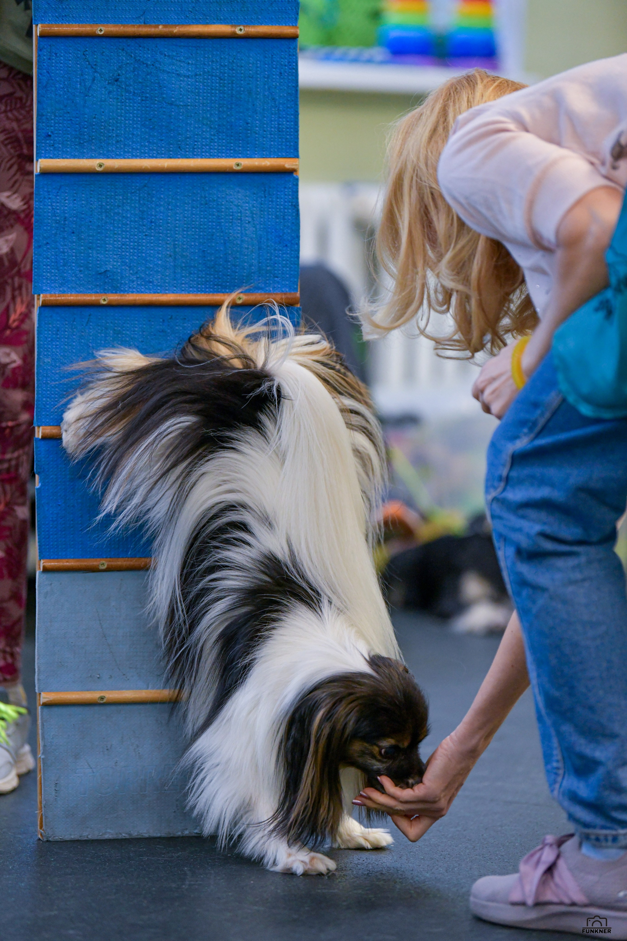 Кинологический клуб «Бодрый хвост». Свой взгляд через объектив