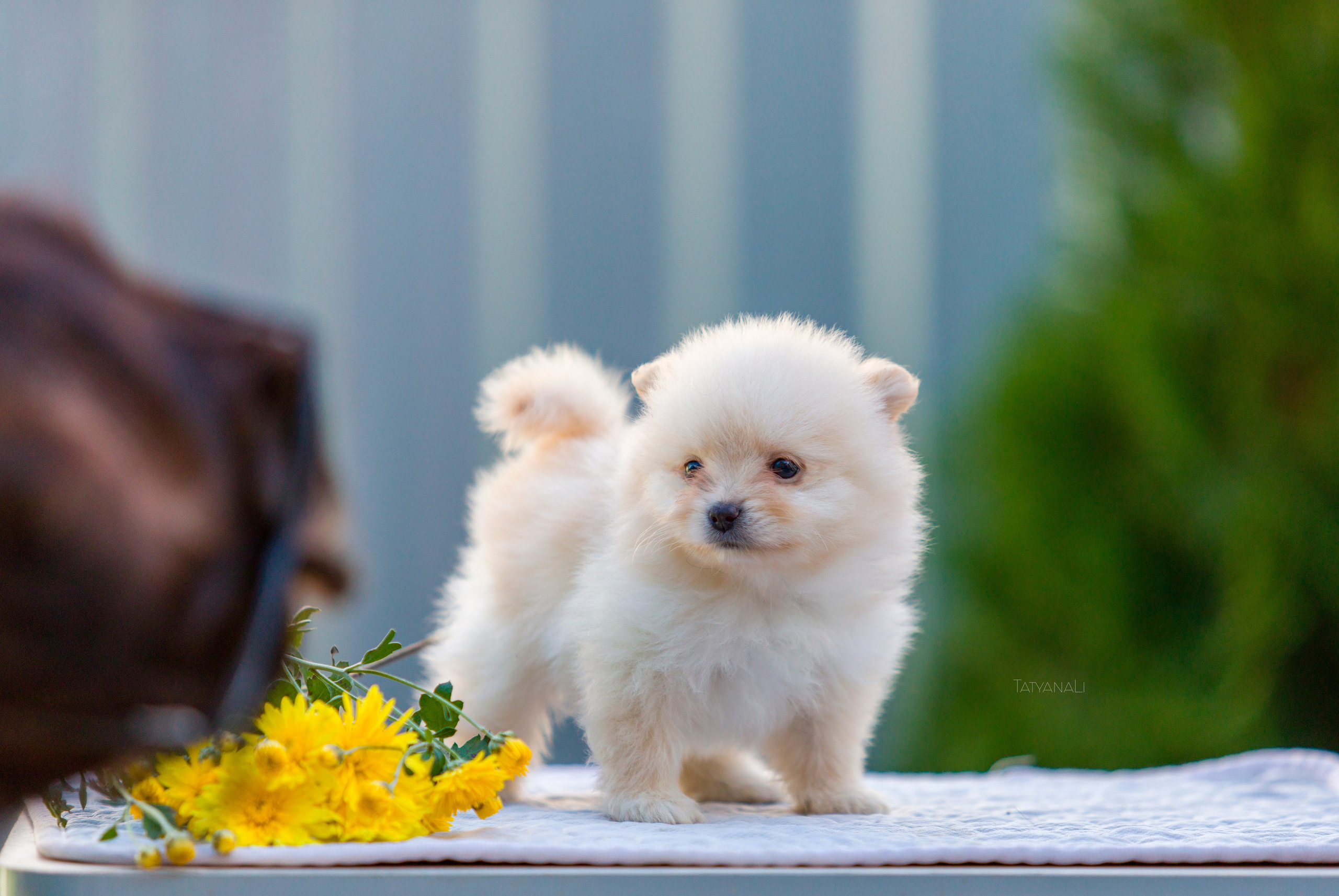 Немецкий шпиц миниатюрный. Фотограф — анималист Татьяна Ли