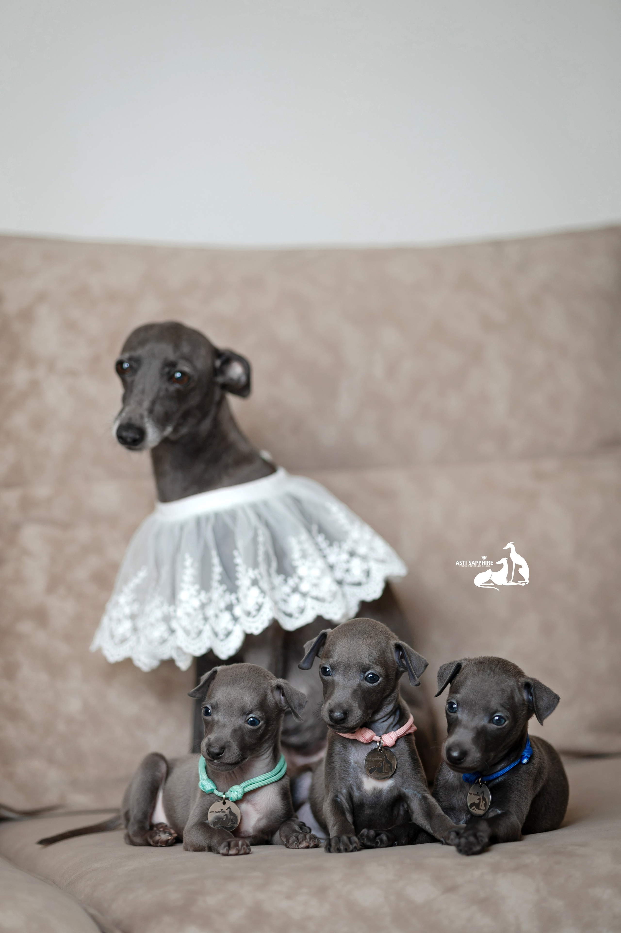 Весенние крошки. Professional Italian Greyhound Kennel RKF/FCI ASTI SAPPHIRE 💎 Sochi|St. Petersburg