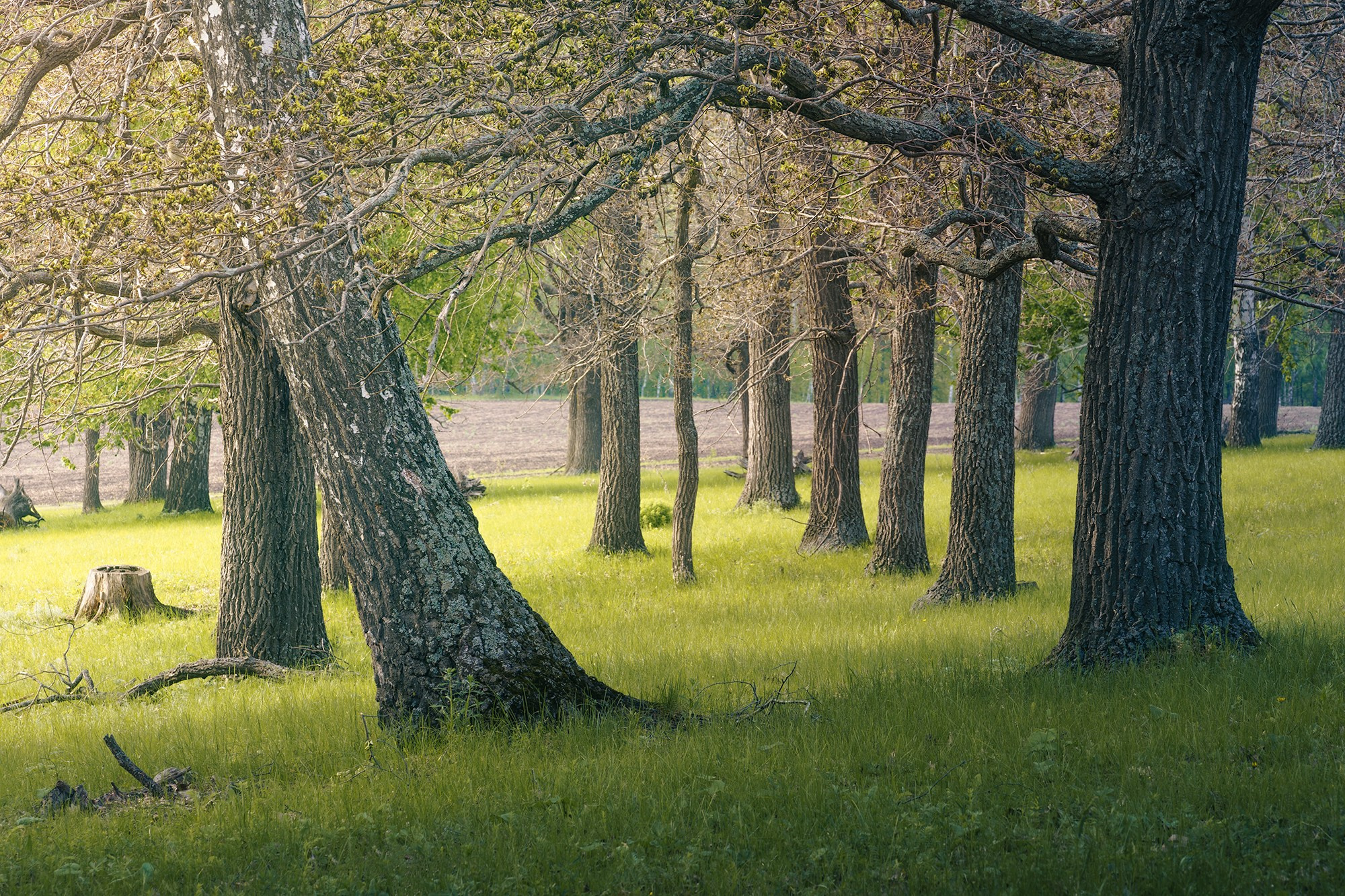 Лето, лес, деревья…. Пейзажный фотограф Руслан Лукманов