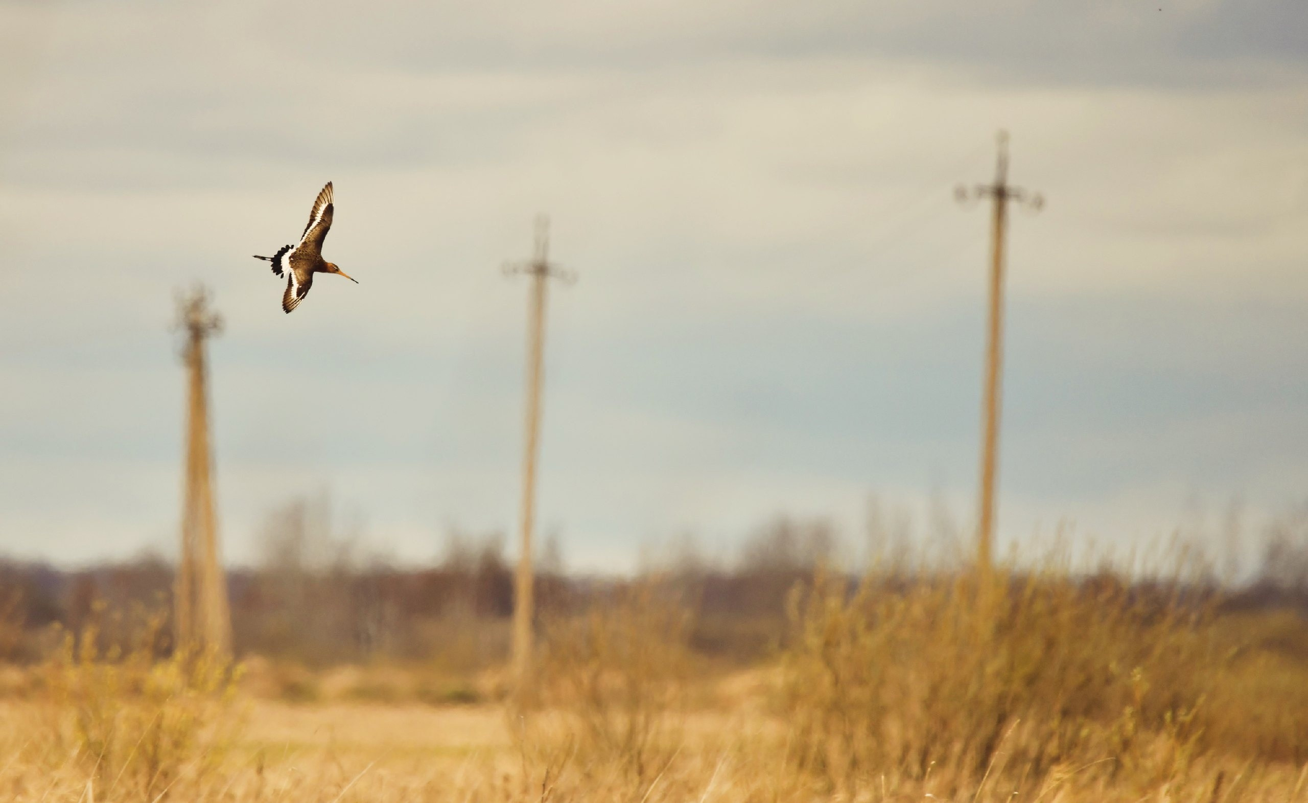 Цветные фотографии. Фотографии Лены Соколовой