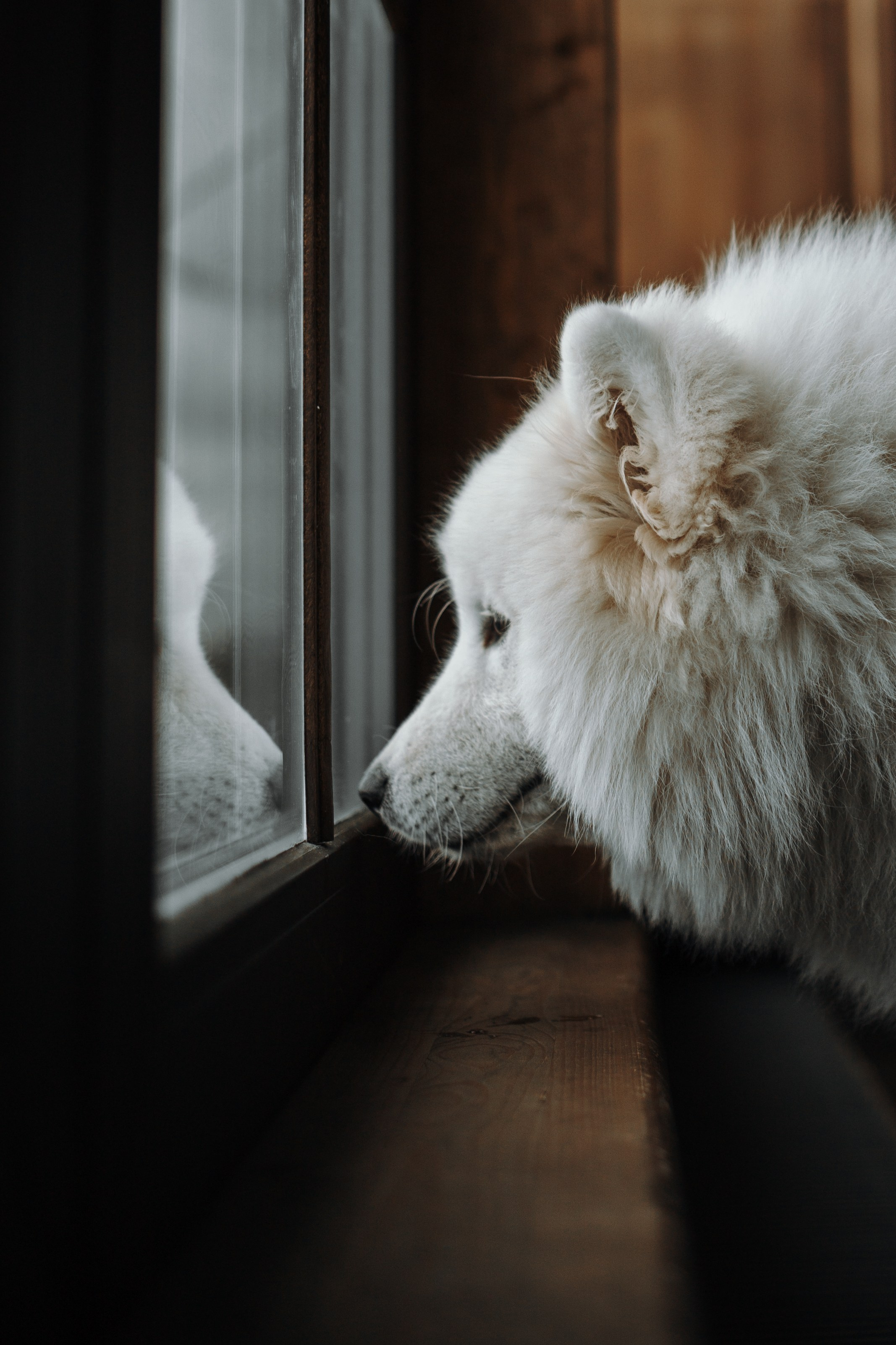 Марина и Мушу. Фотограф — Анималист | Санкт-Петербург