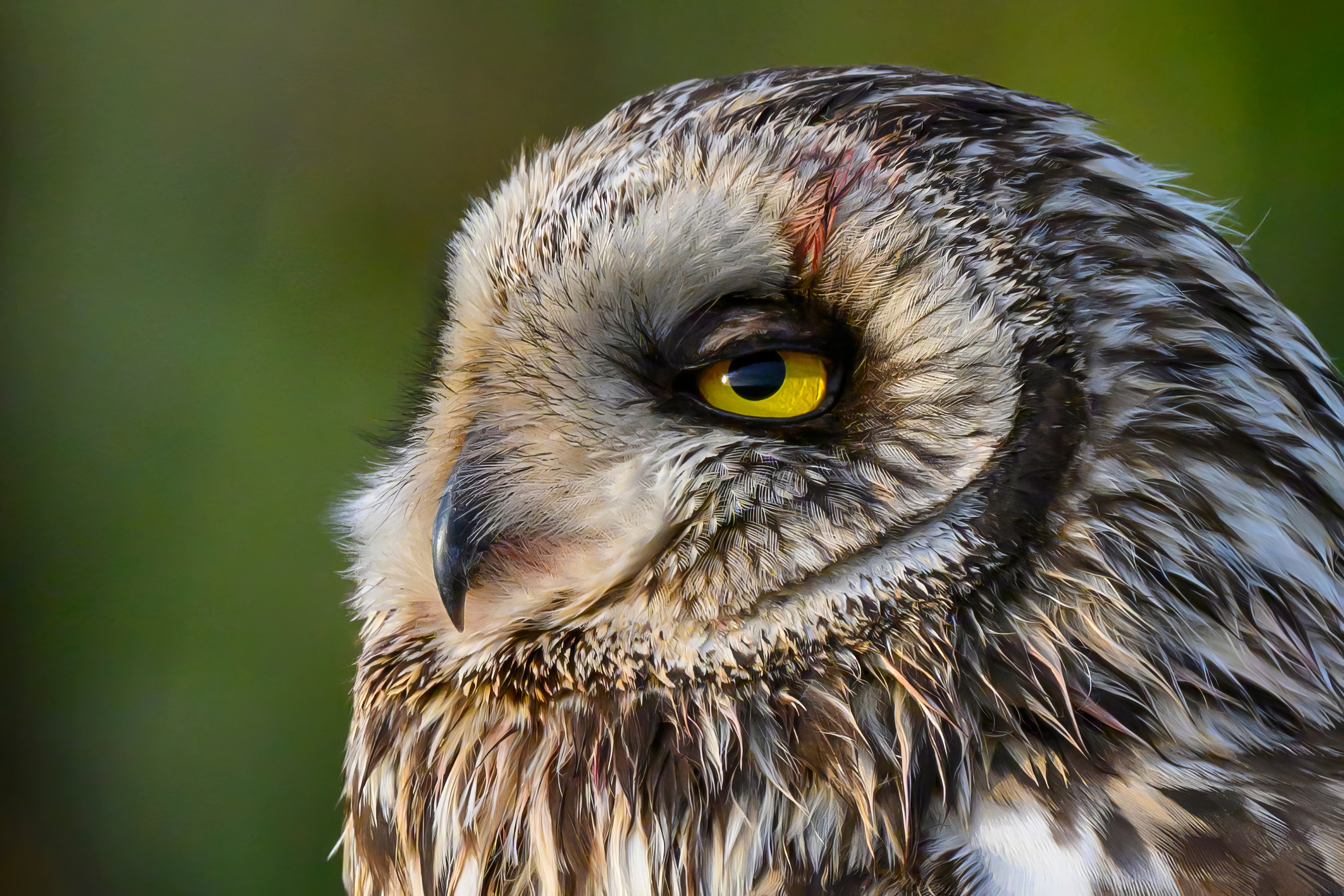 Боевая раскраска охотника. Face Paint of the Hunter. Фотограф Сергей Пупонин