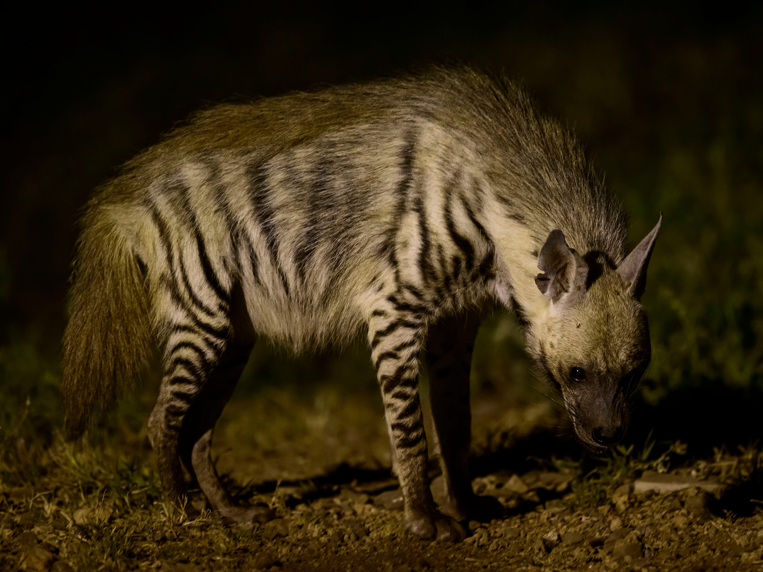 Кения. Wildlife photography by Sergey Puponin