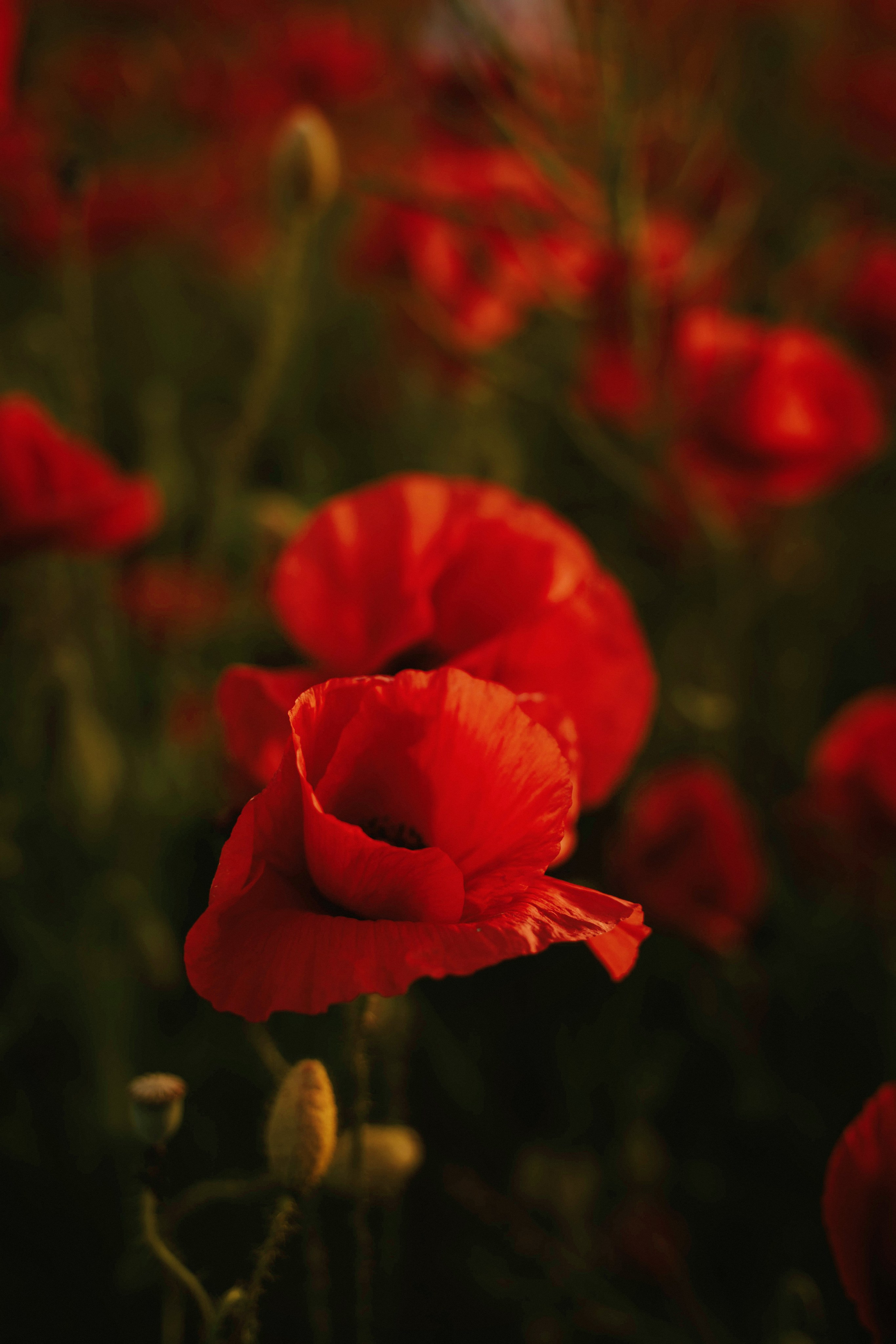 В маках. Татьяна Тагель