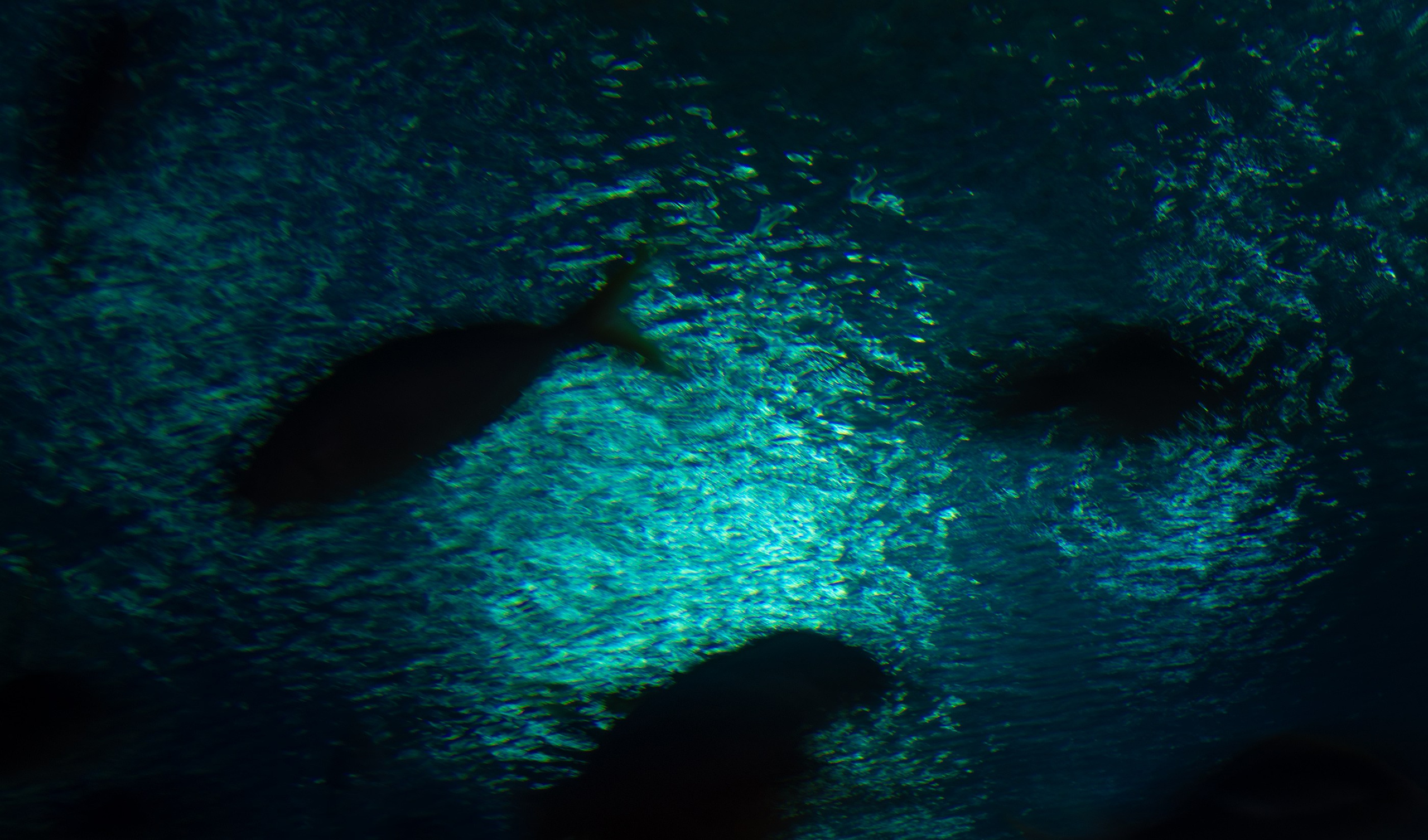 UNDERWATER. LUMEN DUO Art photography for interiors