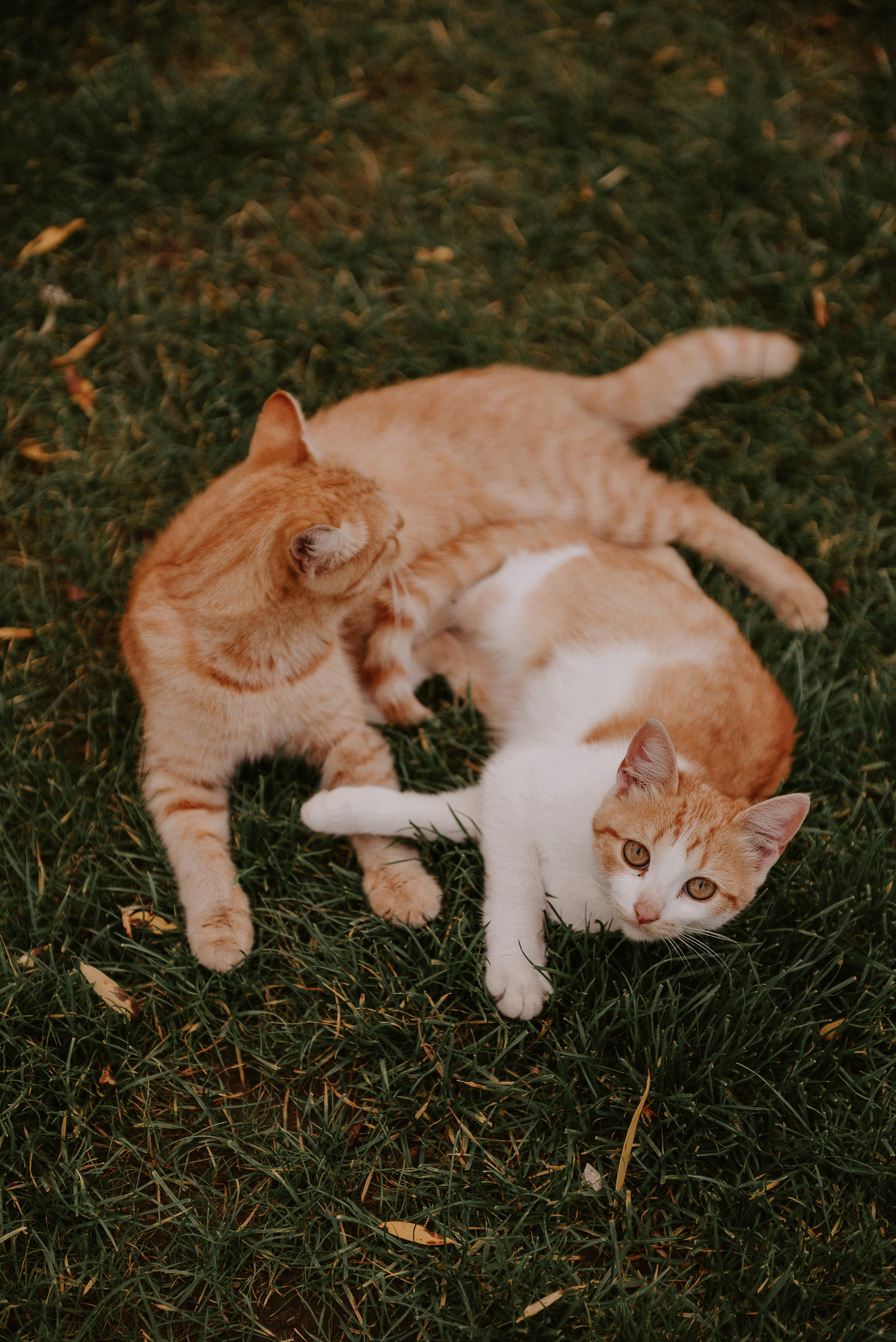 Катя и Саша. Студия фото-видеографии Тушницких. Тольятти. Самара