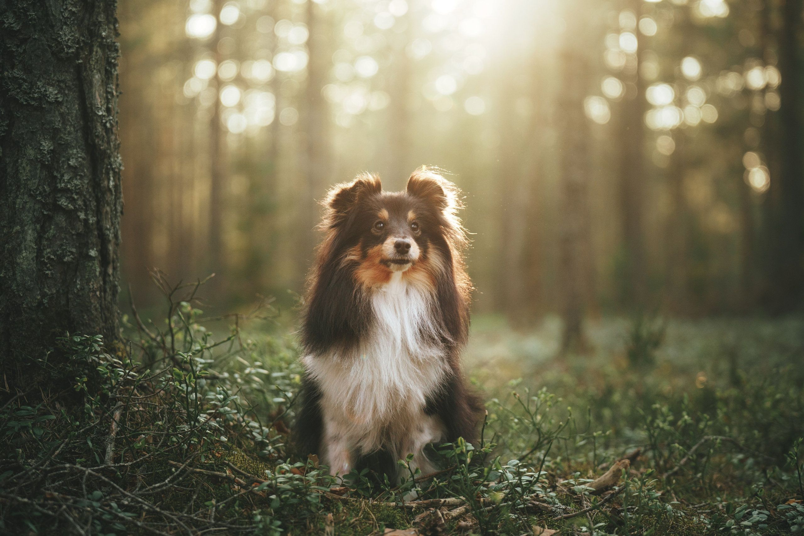Мила и Лейла. Фотограф анималист Осипчикова Мария