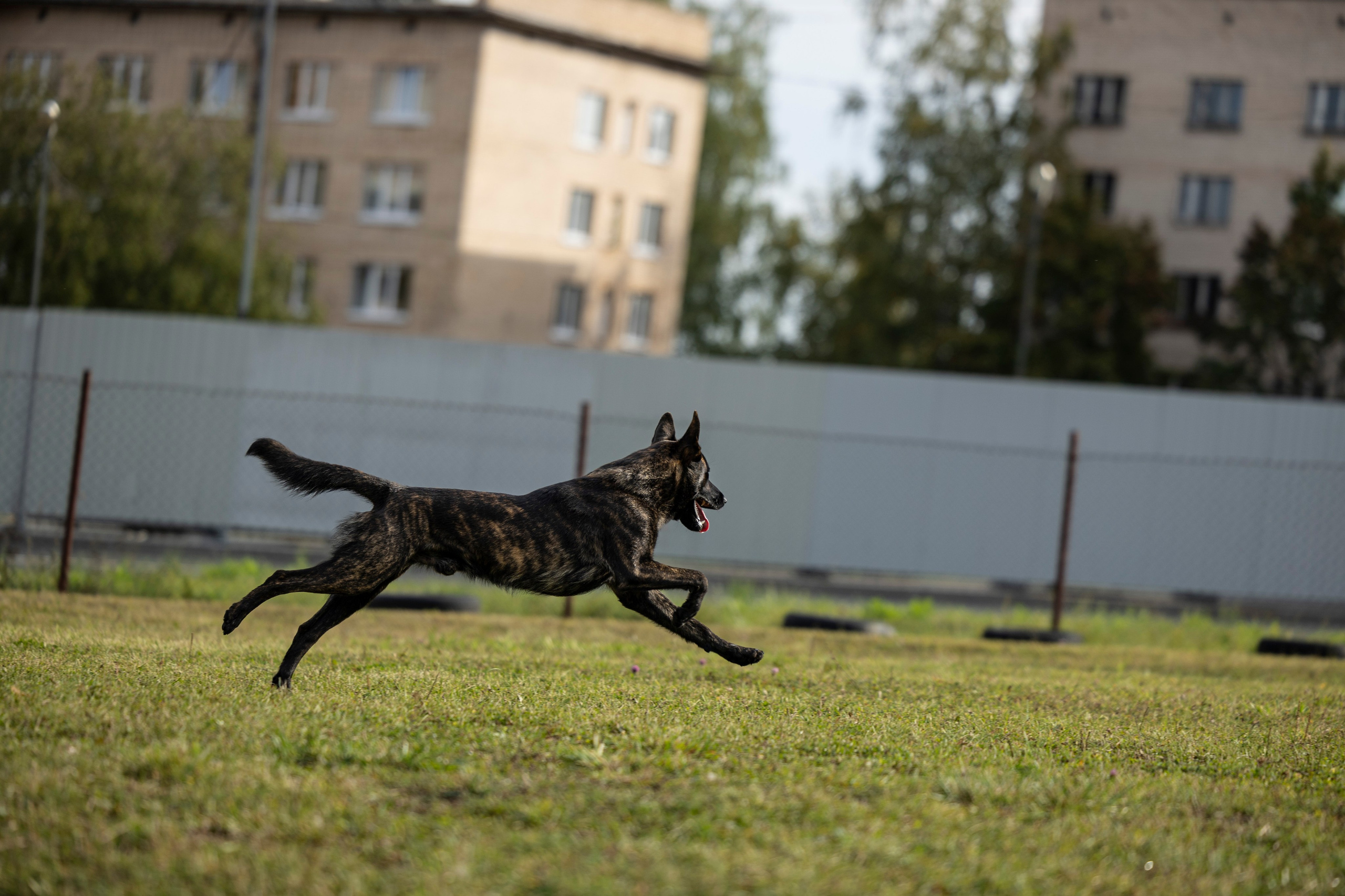 Испытания по Мондьорингу г. Пушкин. Фотограф-анималист Анна Маринич