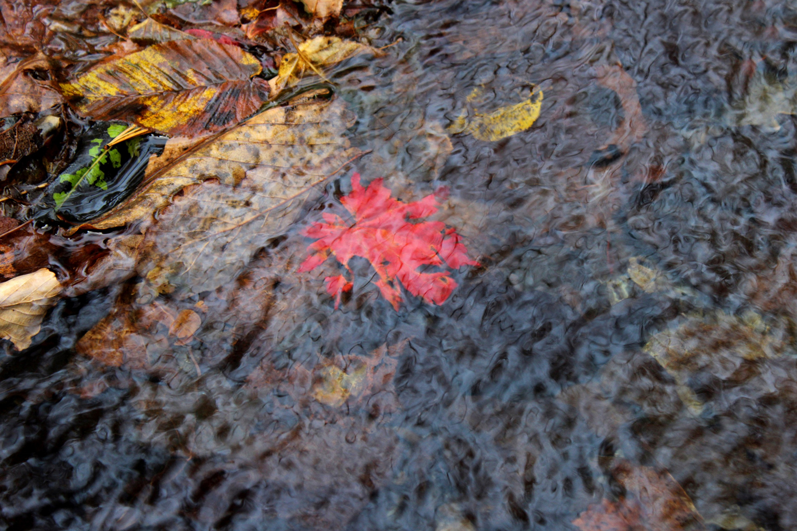 Природа. Команда фотографов Кристины Ивановой