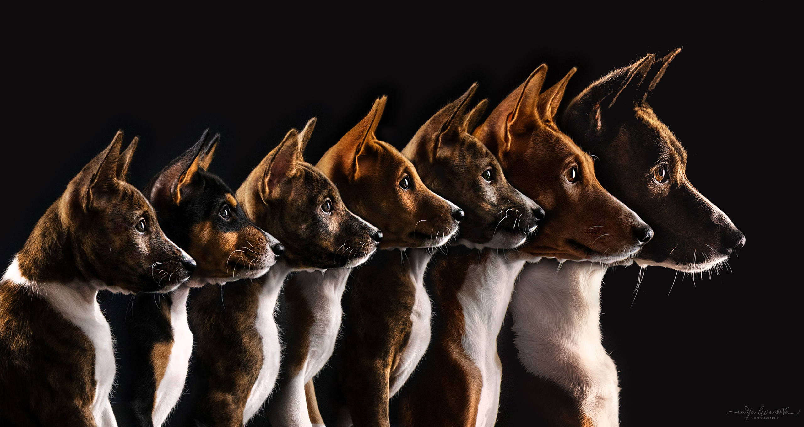 Басенджи. Фотограф анималист Аня Ливанова | Рыбинск