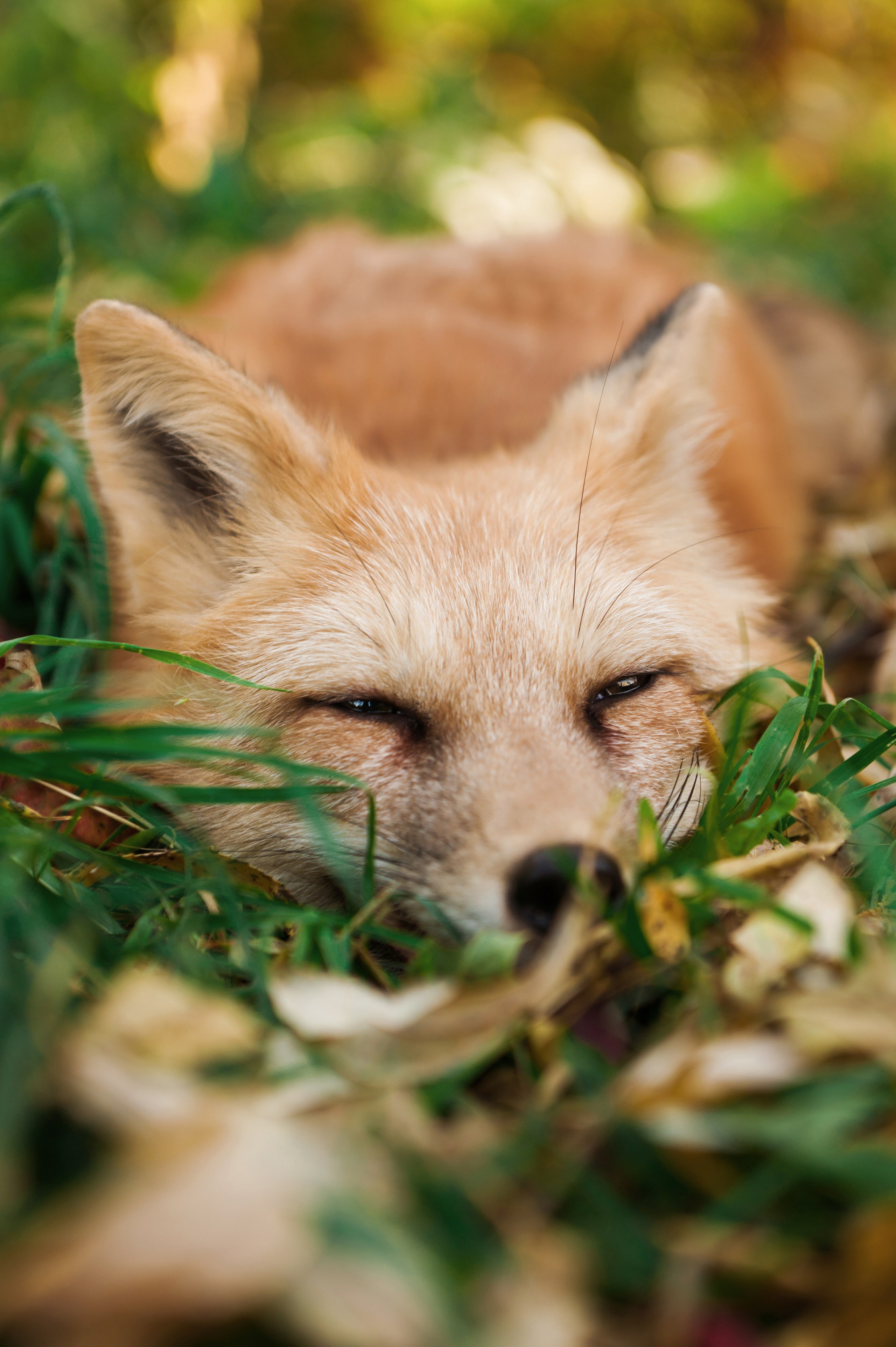 Прогулка с лисой. Фотограф Кристина Гришина Рязань