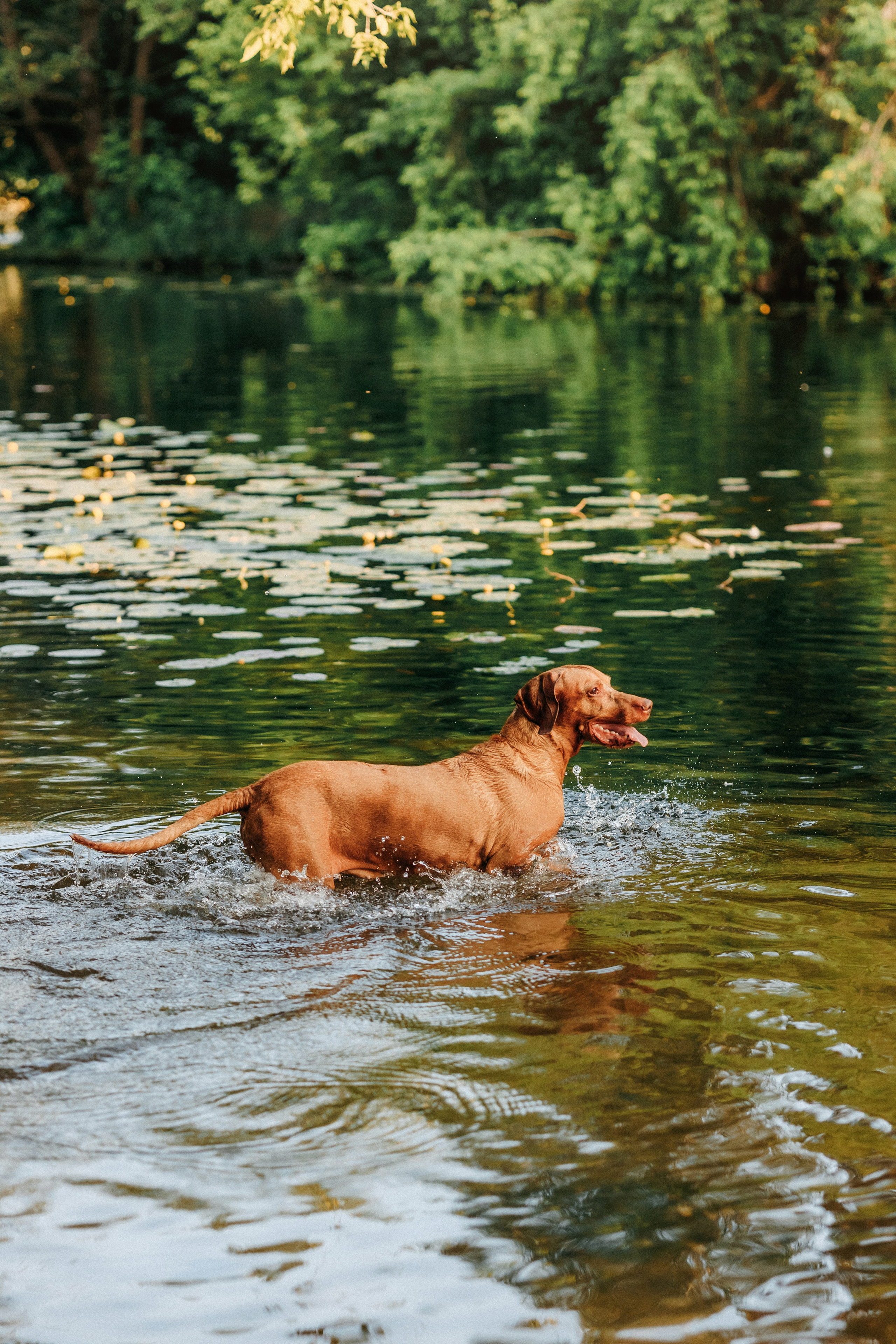Марина, Глеб, Мая и Чили. Фотограф-анималист Елена Радченко, Москва