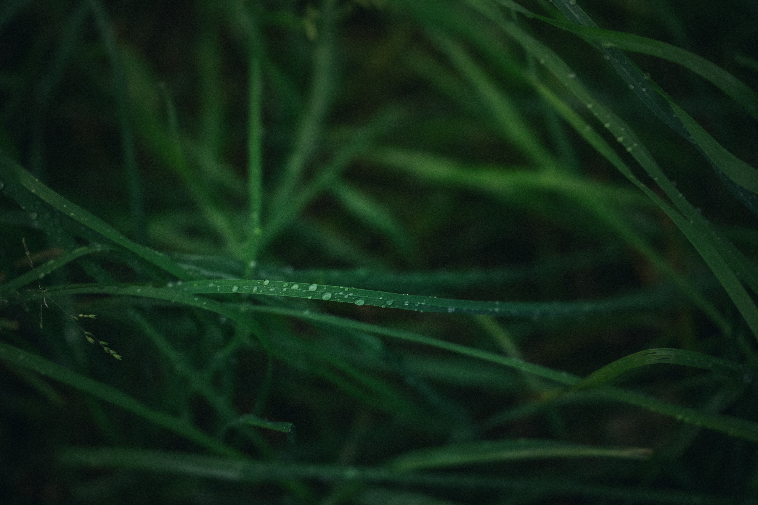Вика и Фрея. Фотограф анималист в Москве и Санкт-Петербурге Свиридова Анна