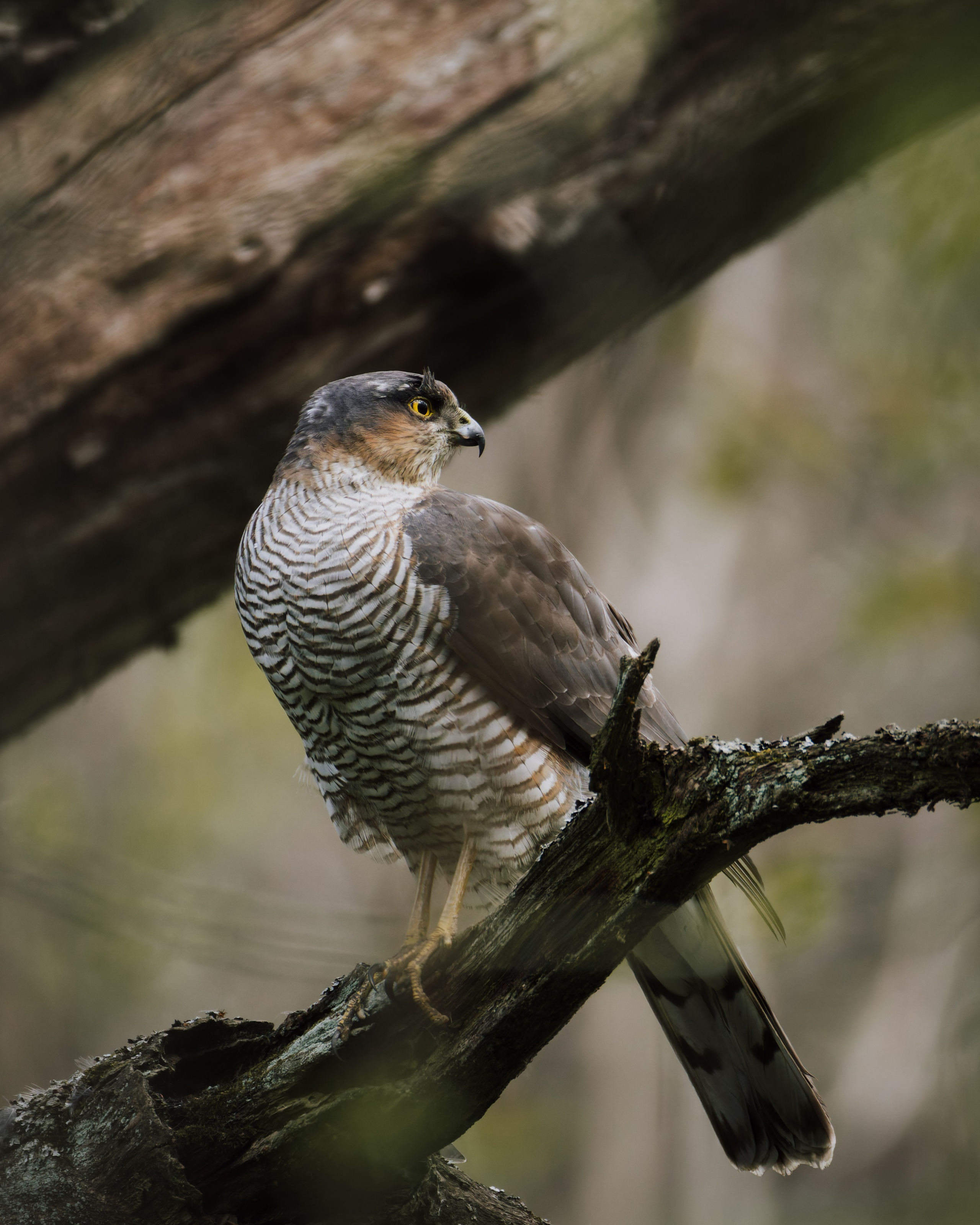 Voronezh 2025. Anton Chernov | Wildlife photographer