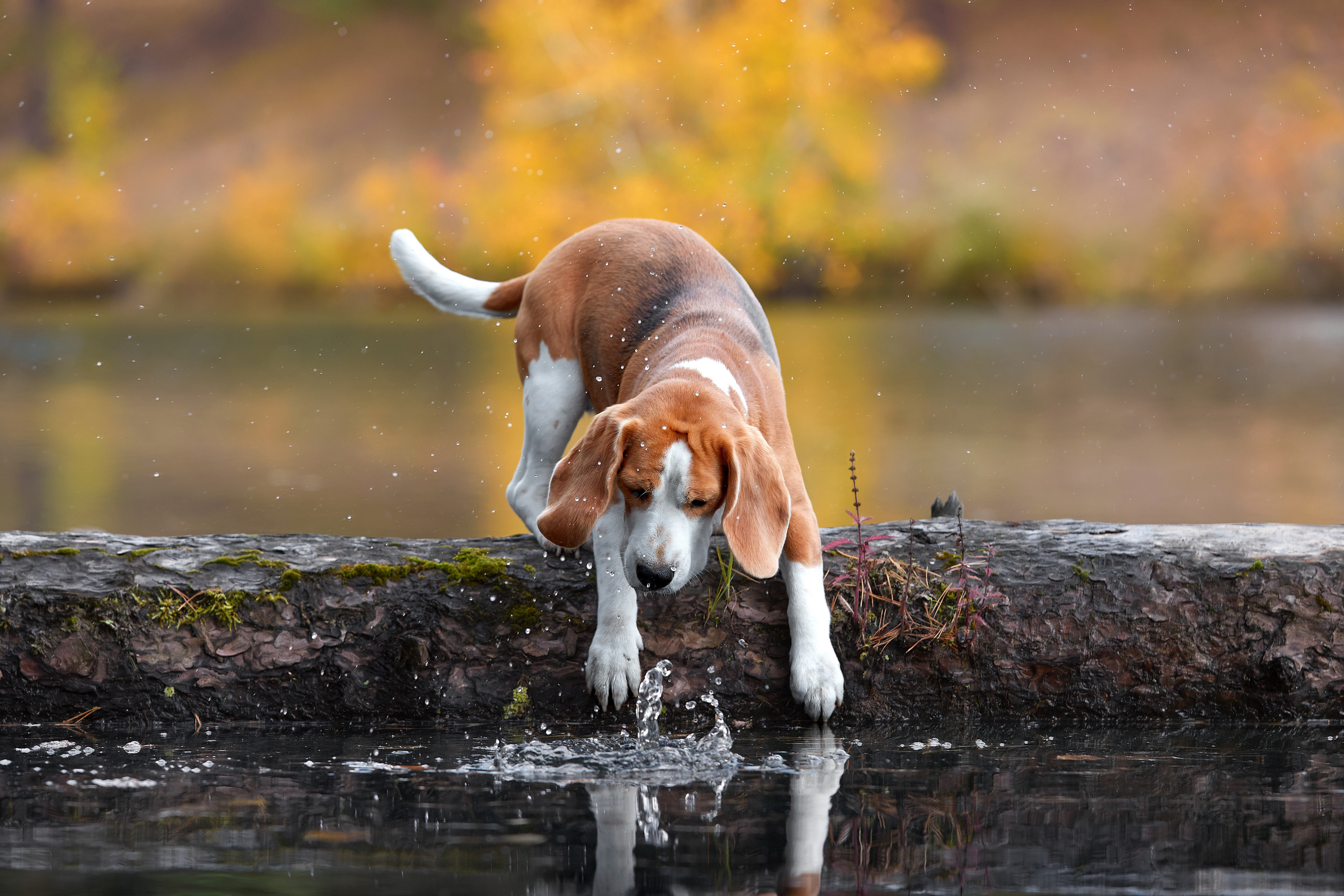 ФОТОГРАФ-АНИМАЛИСТ l LANA POLYAKOVA