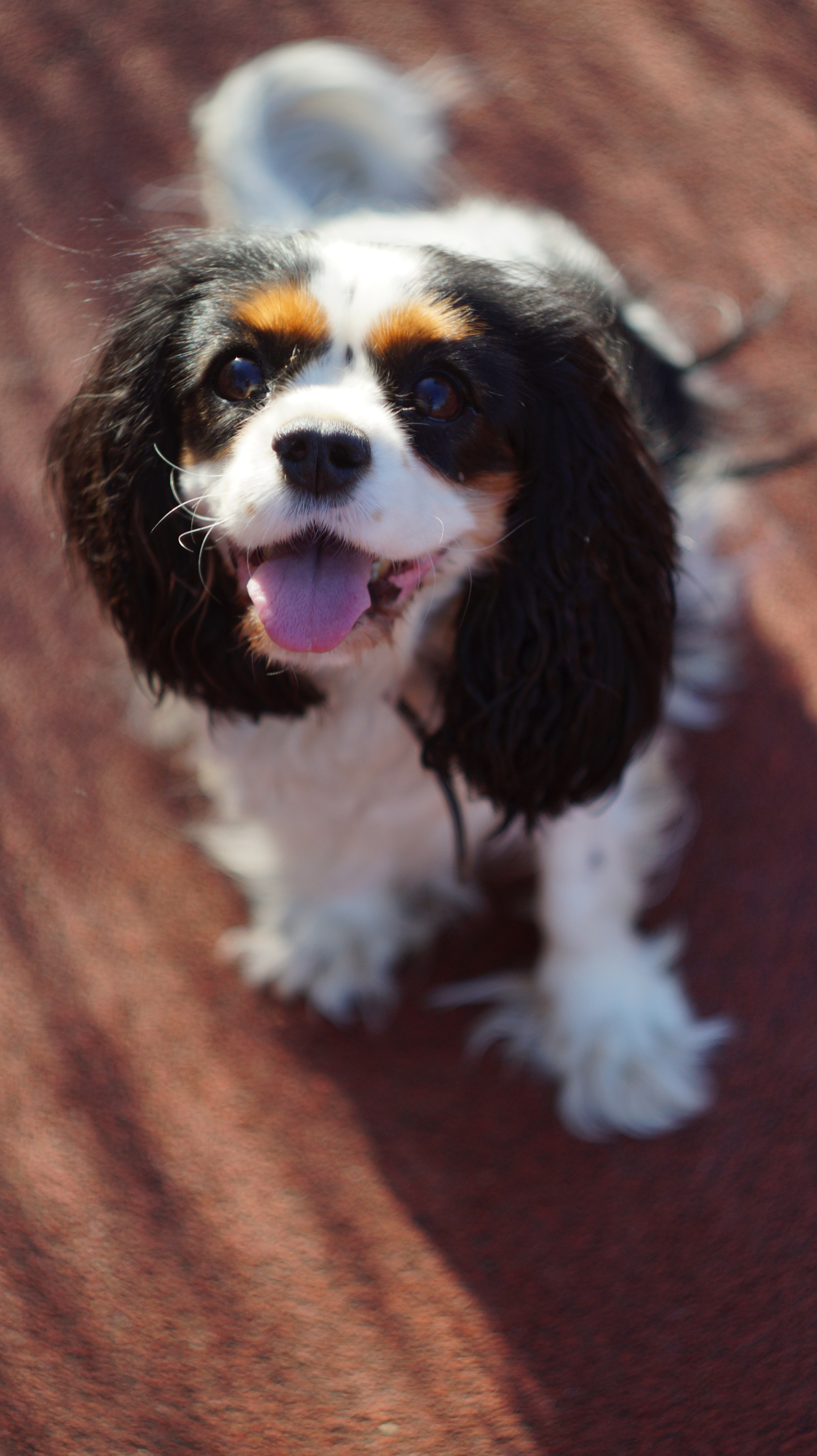 Dogs street. Профессиональный фотограф