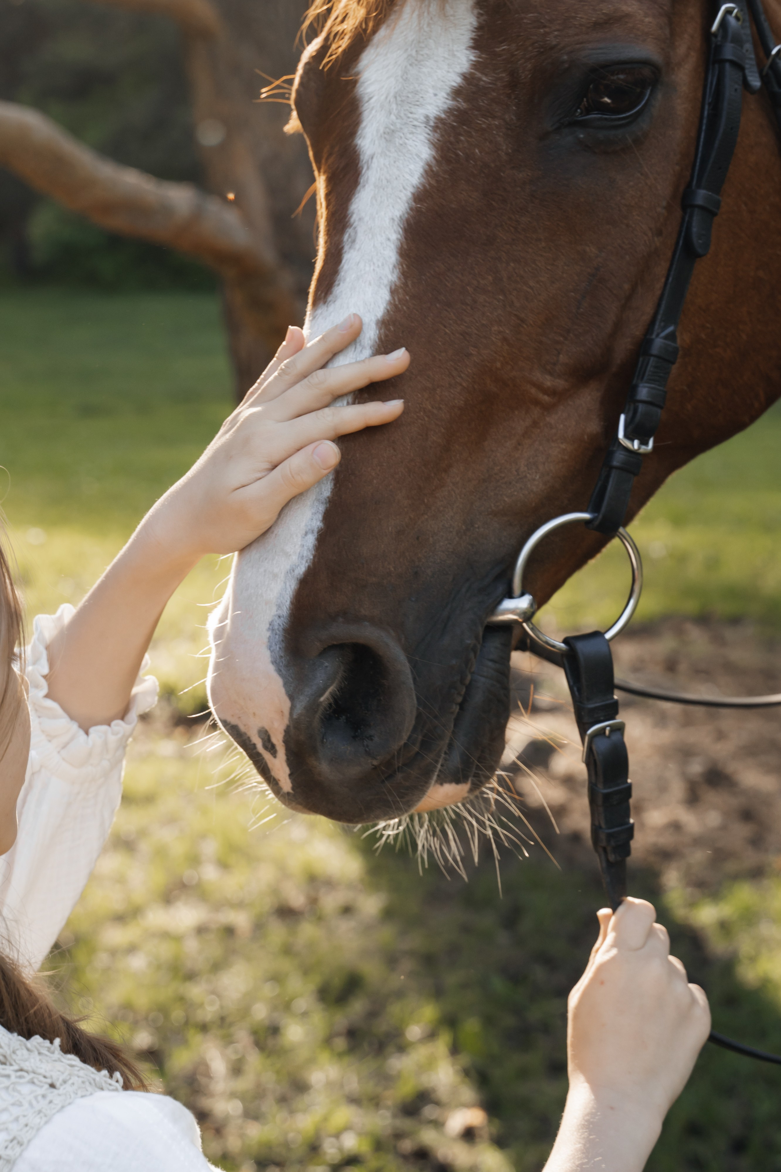 Семейная история с лошадьми. Главная