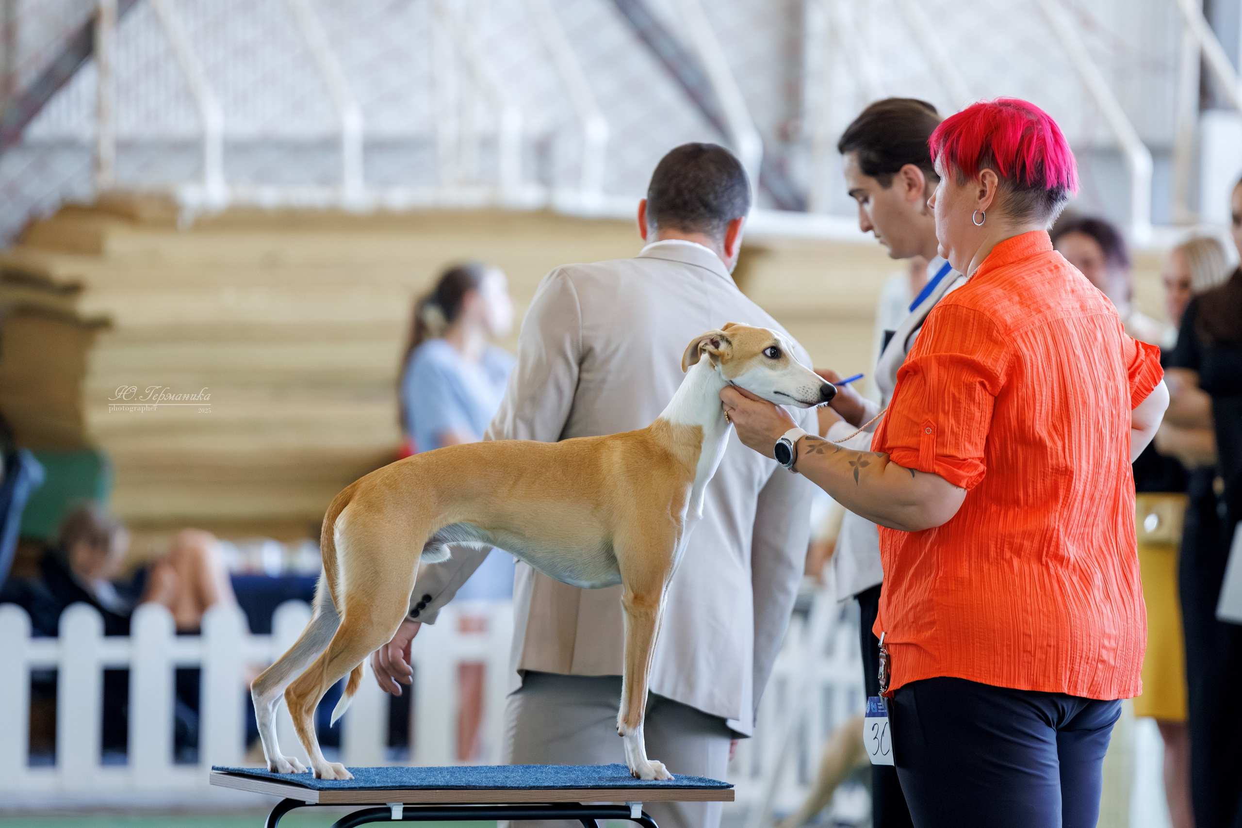 Батуми 3хCACIB 27-29.06.2025. Фотограф-анималист Юлия Германика