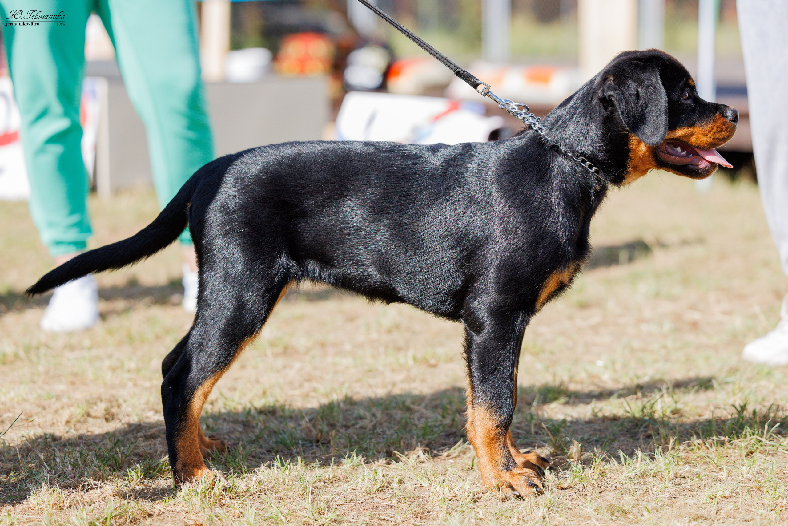 ПК и КЧК ротвейлеры Тверь 6-7.07.2024. Фотограф-анималист Юлия Германика