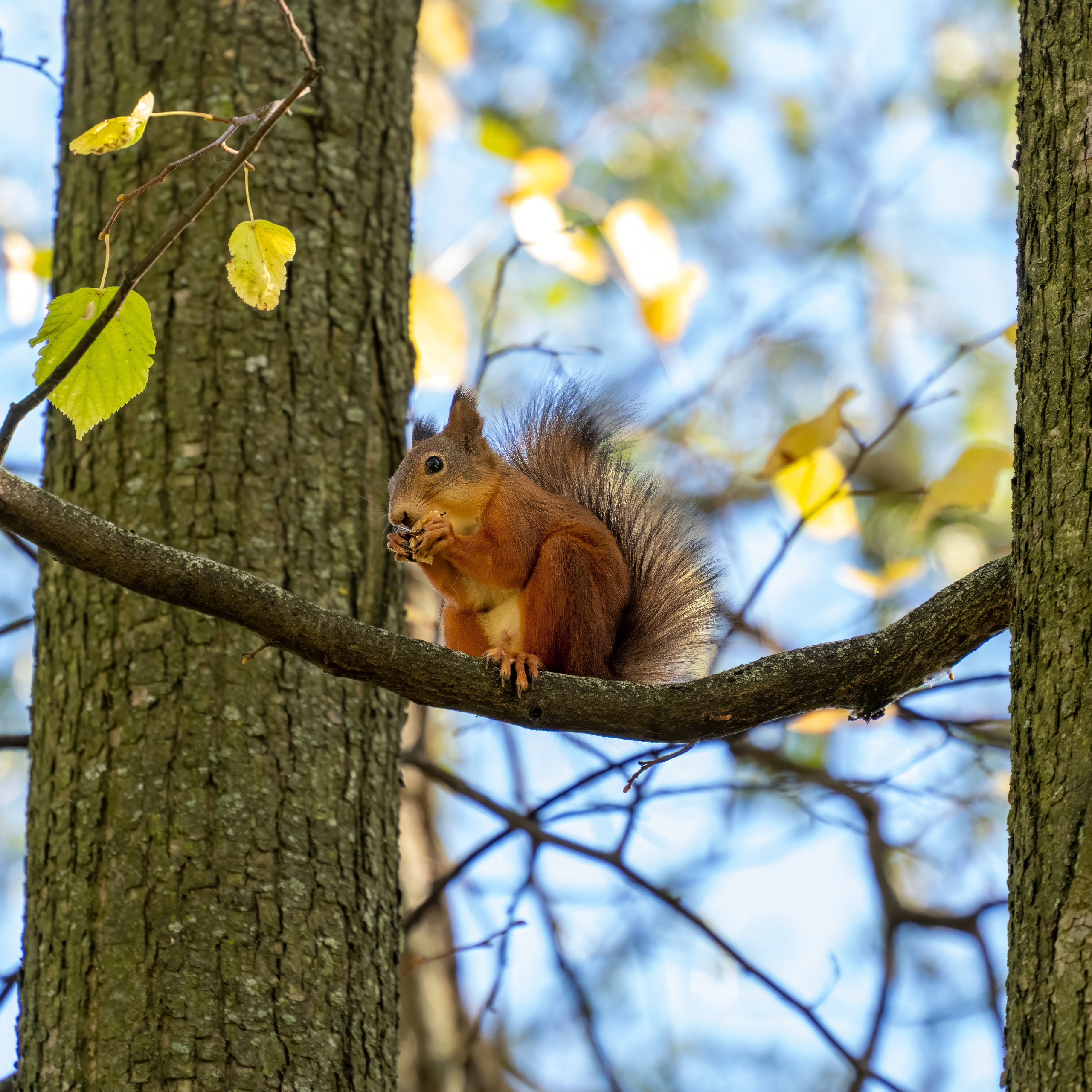 Animals — Животные