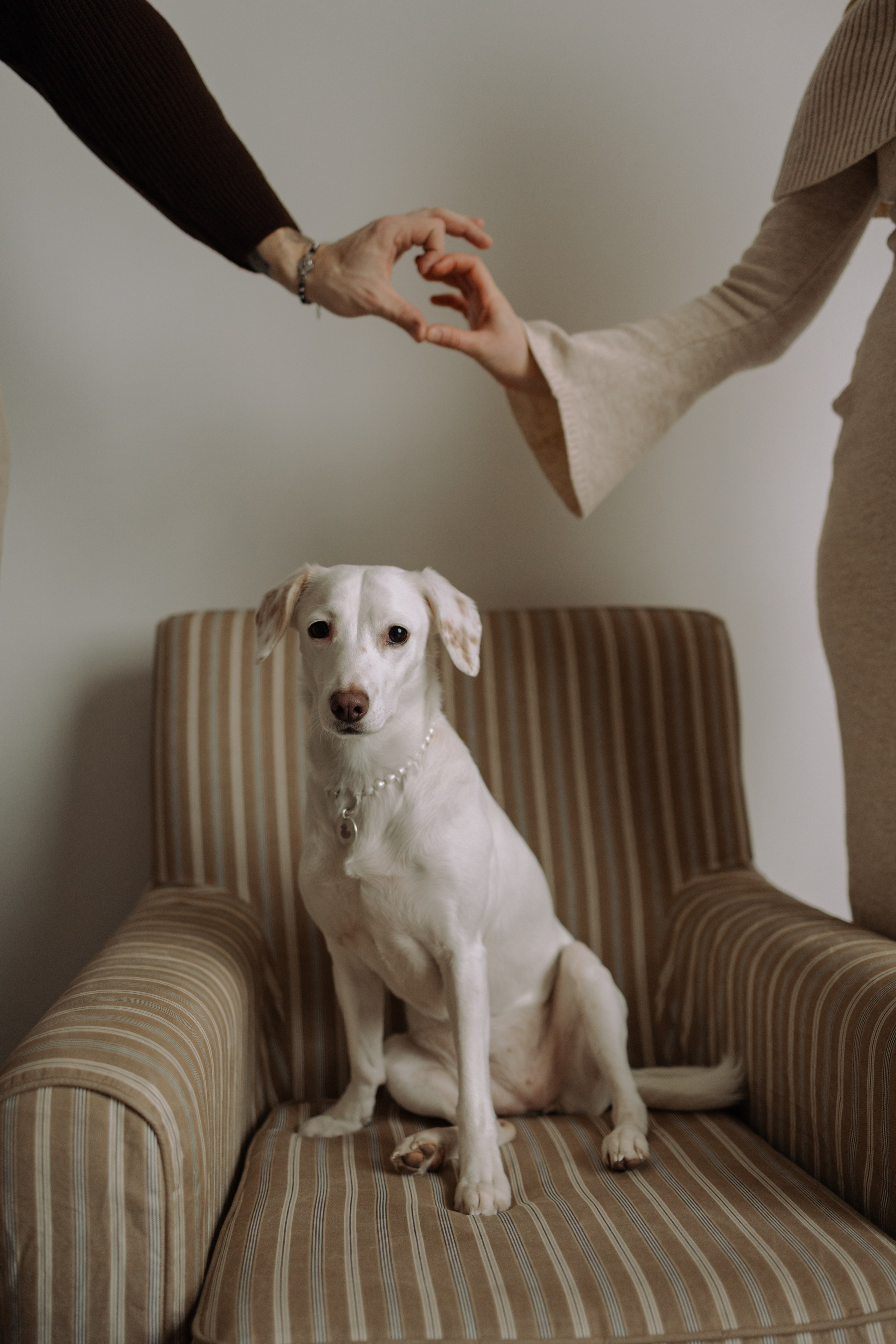 Луна и ее семья. Фотограф — Анималист | Санкт-Петербург