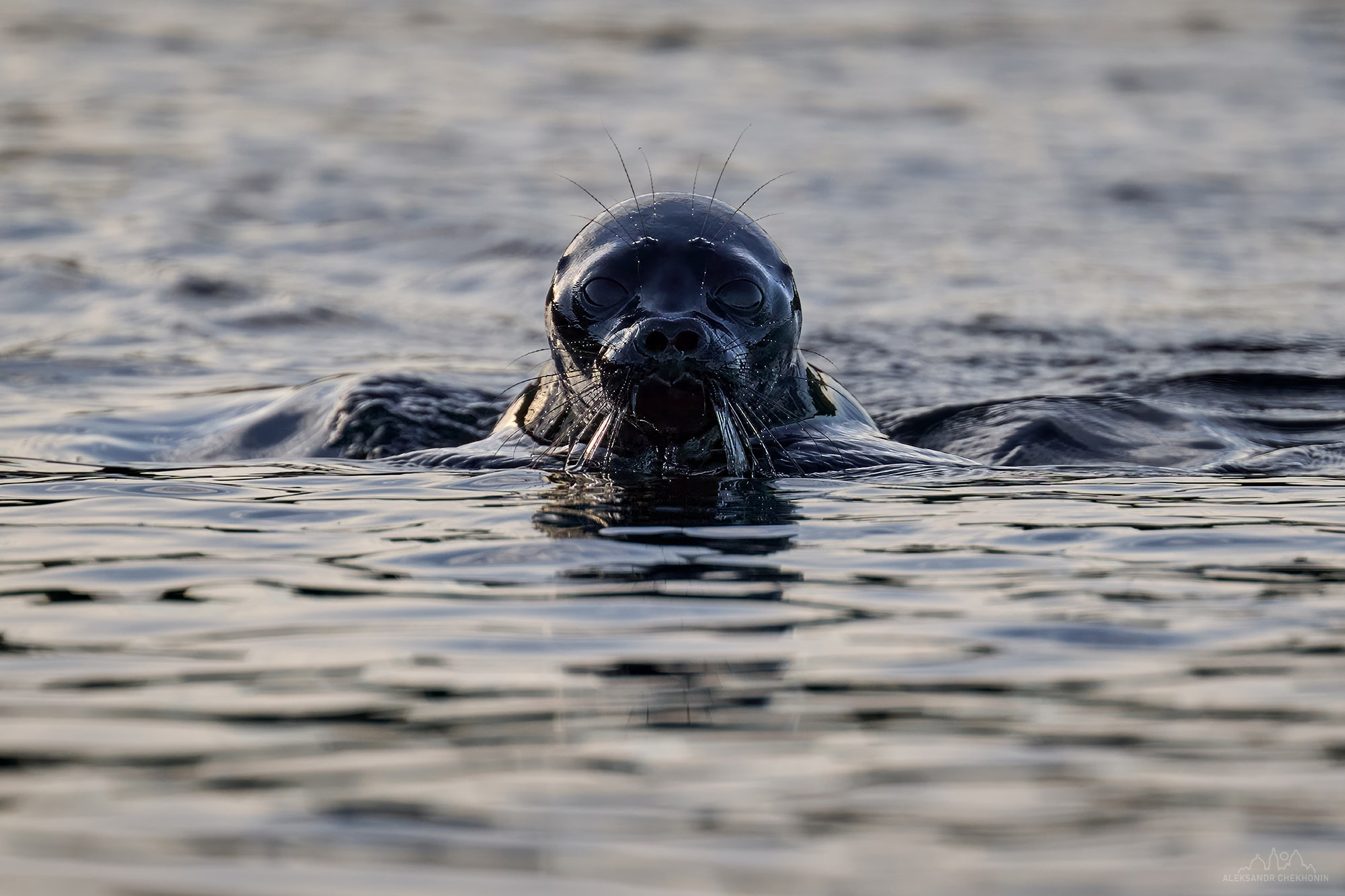 Животные. Пейзажный фотограф Александр Чехонин
