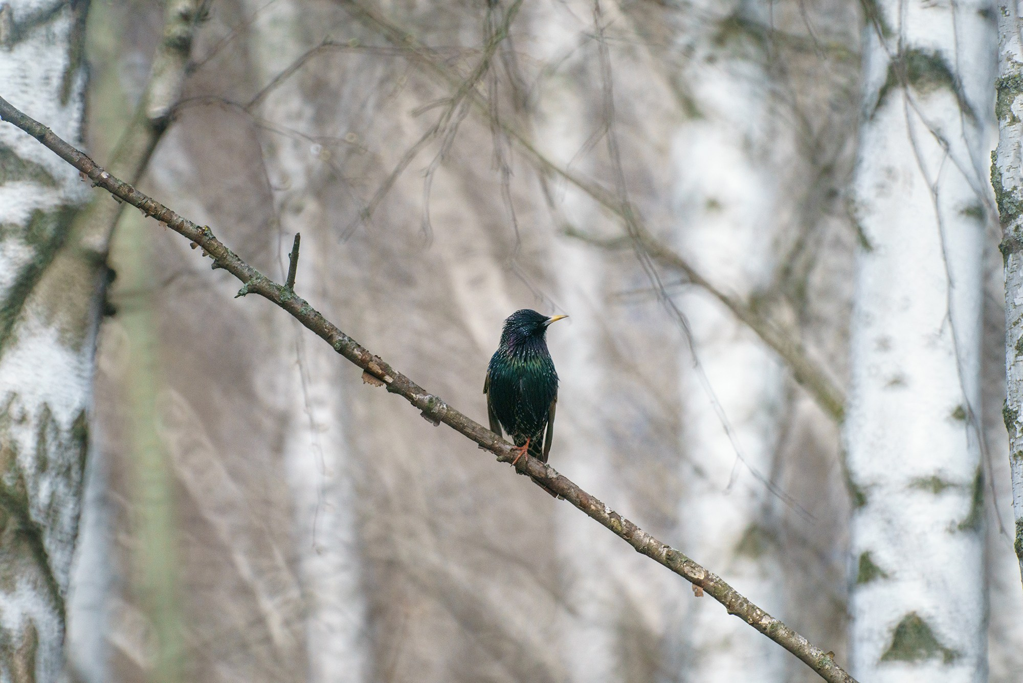 Удивительные мир птиц. Вокруг нас столько прекрасного — присмотритесь!. Ваш личный фотограф Марина Волкова