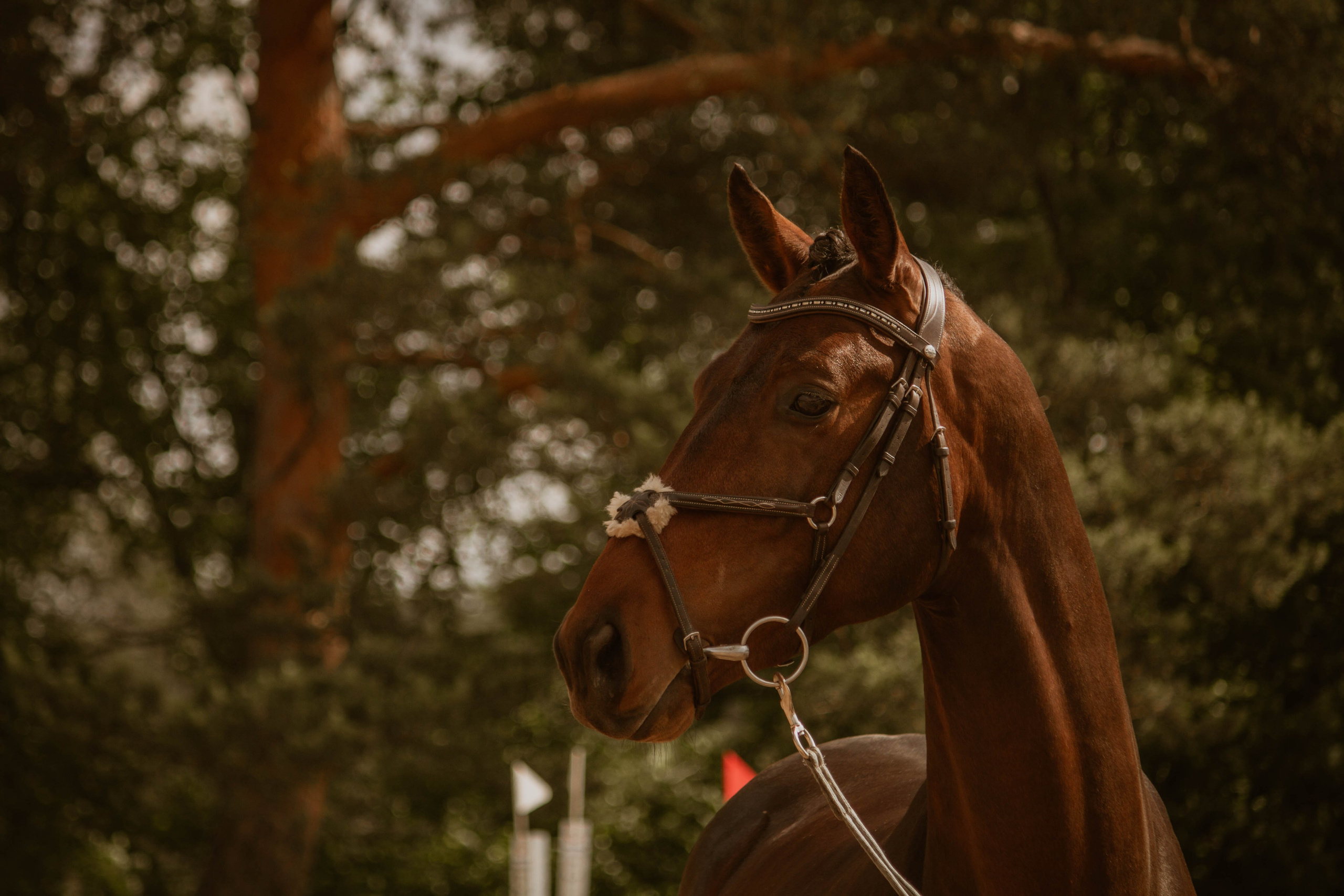 ИППОСФЕРА — Международная конная выставка. Создадим шедевр? Виталина и её фотоискусство