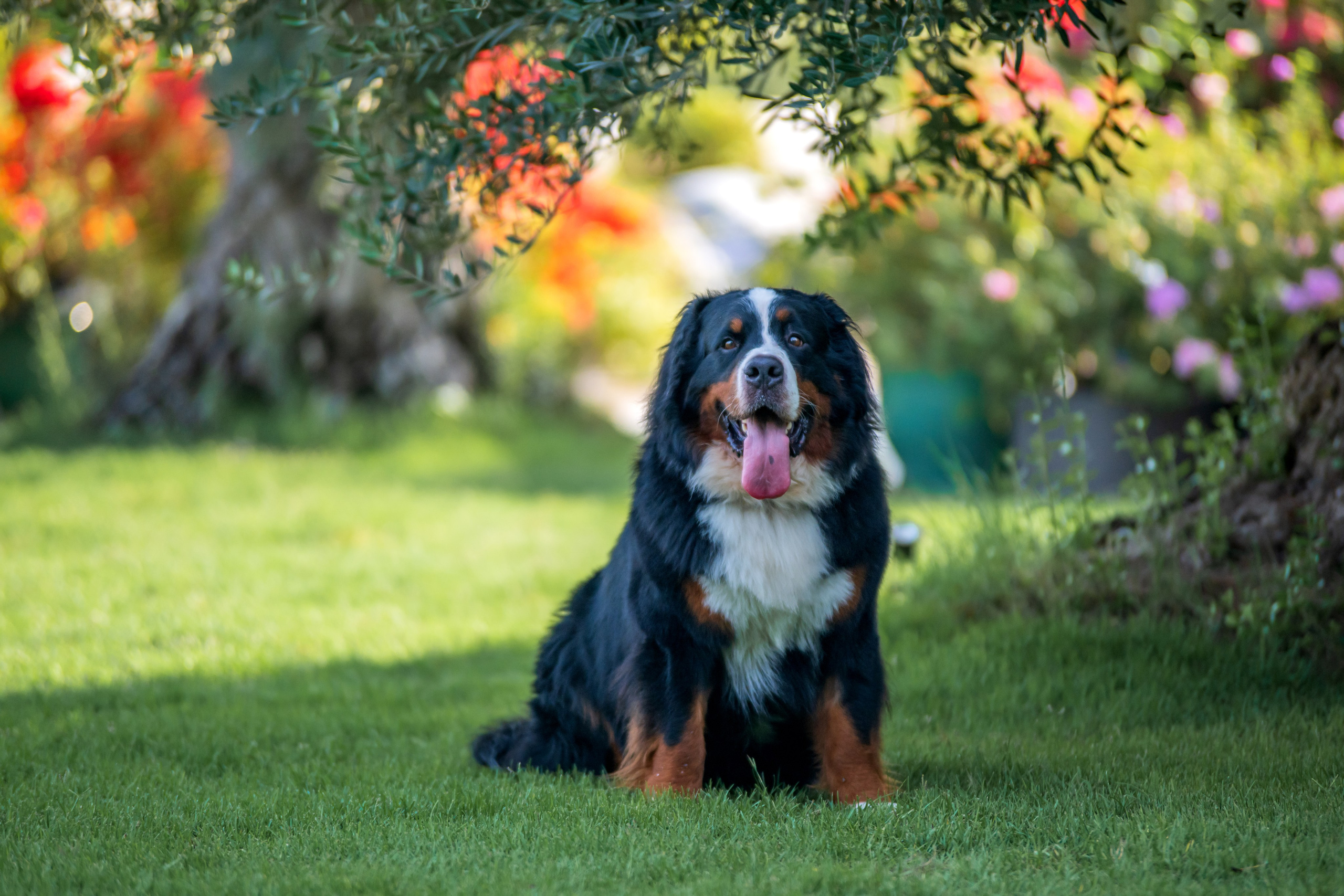 Животные. Фотограф в Москве Демьян Лопатов
