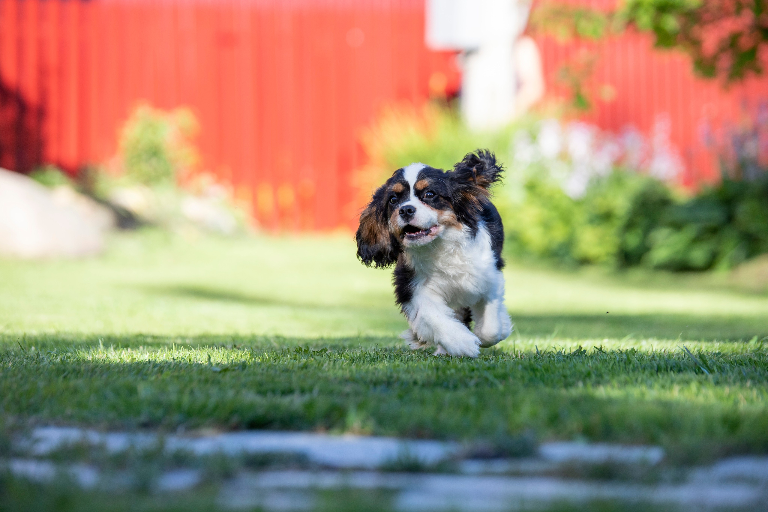 КАВАЛЕР КИНГ ЧАРЛЬЗ СПАНИЕЛЬ. Юлия Микульская. Рыбинск