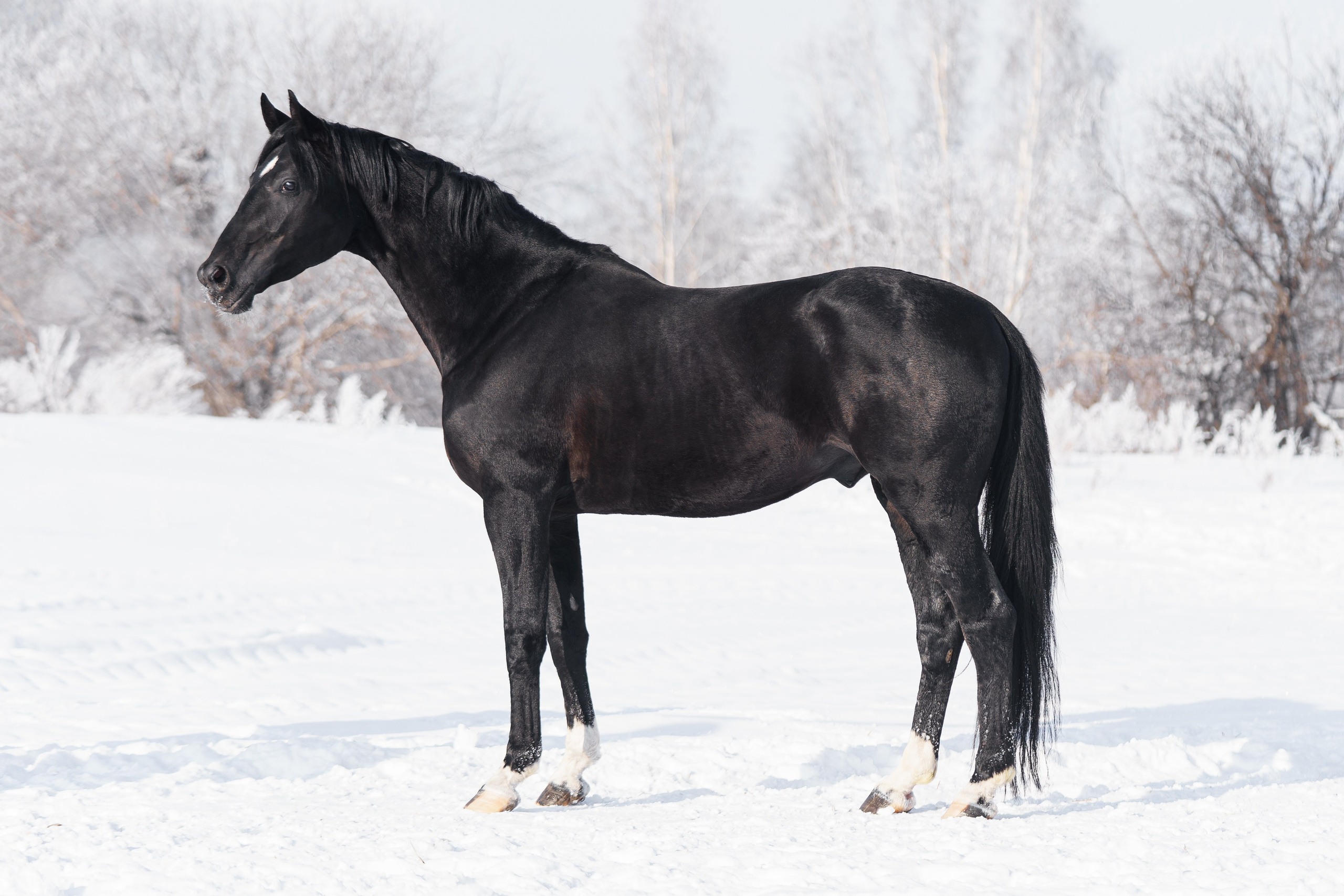 Дарлинг Хит WD. Главная