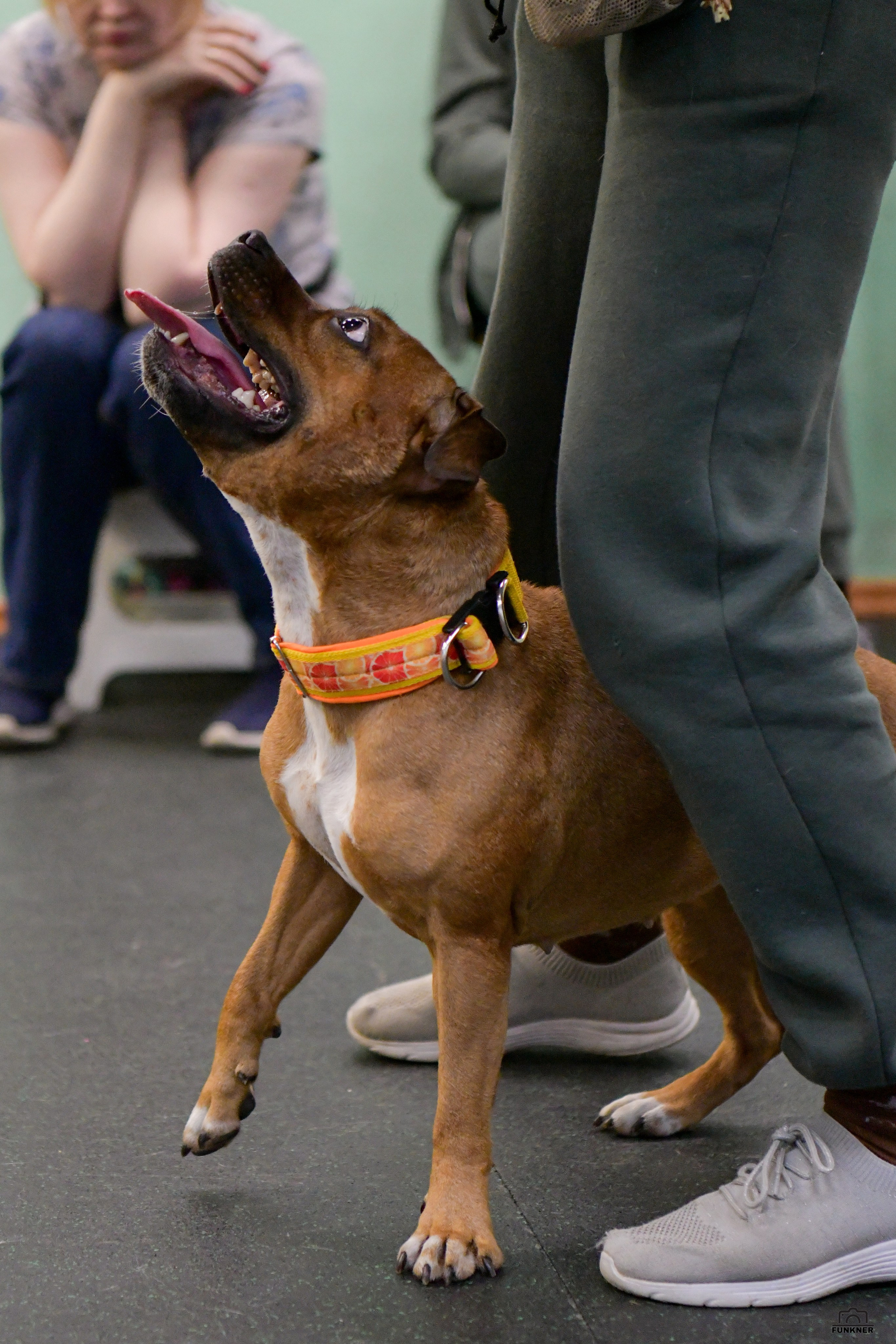 Кинологический клуб «Бодрый хвост». Свой взгляд через объектив