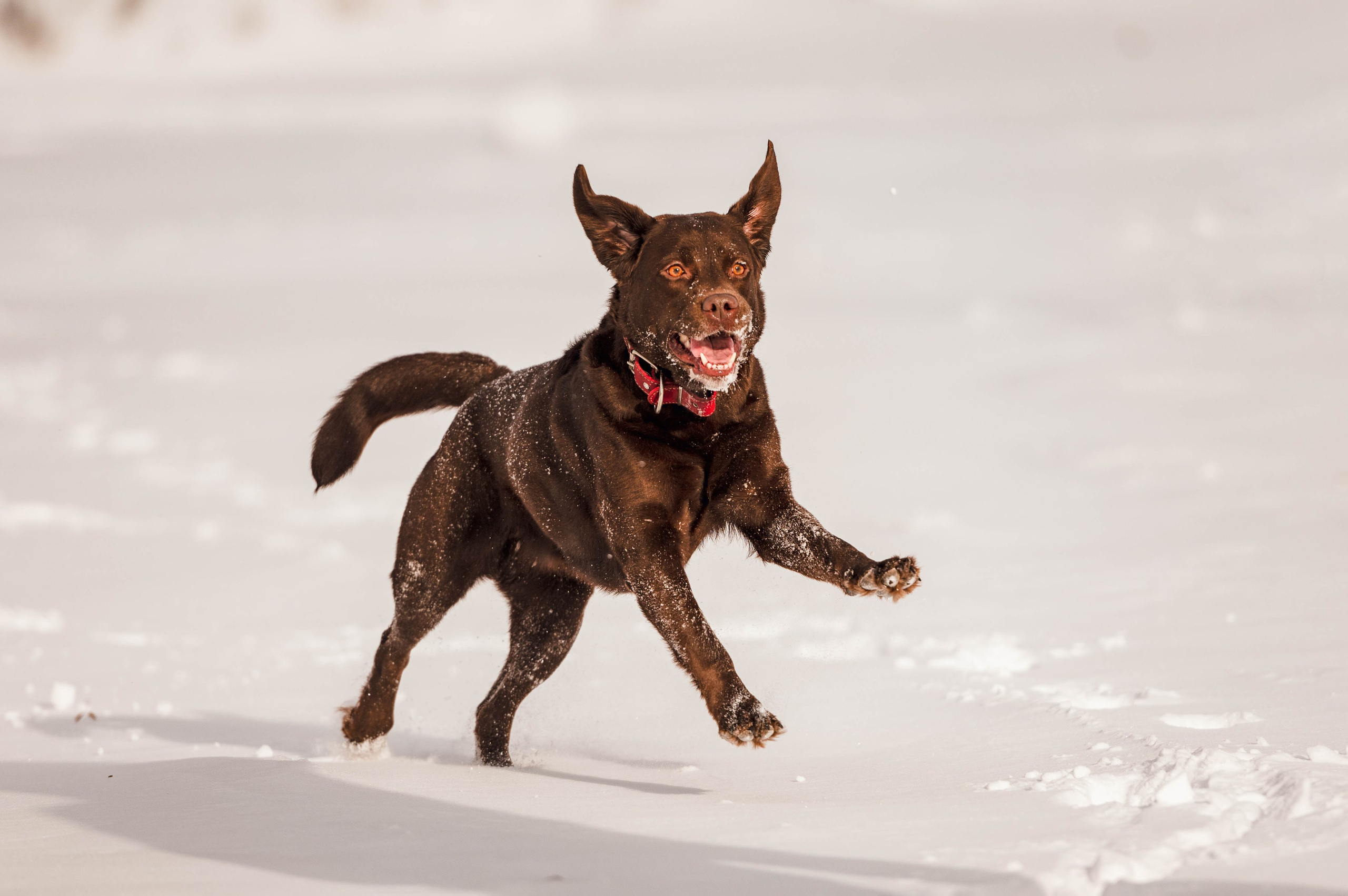 Вольт. Фотограф-анималист