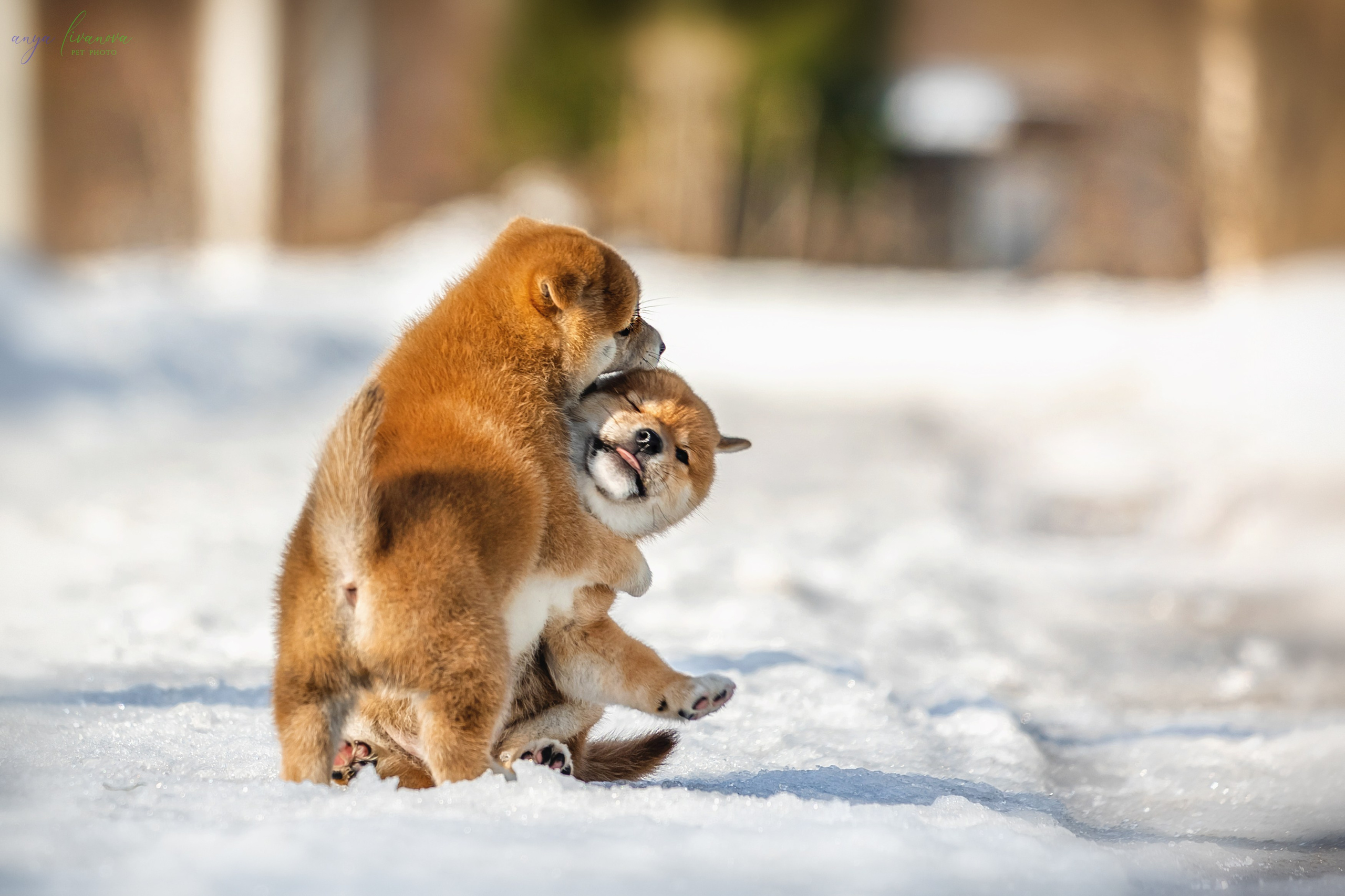 Сибы. Фотограф анималист Аня Ливанова | Рыбинск