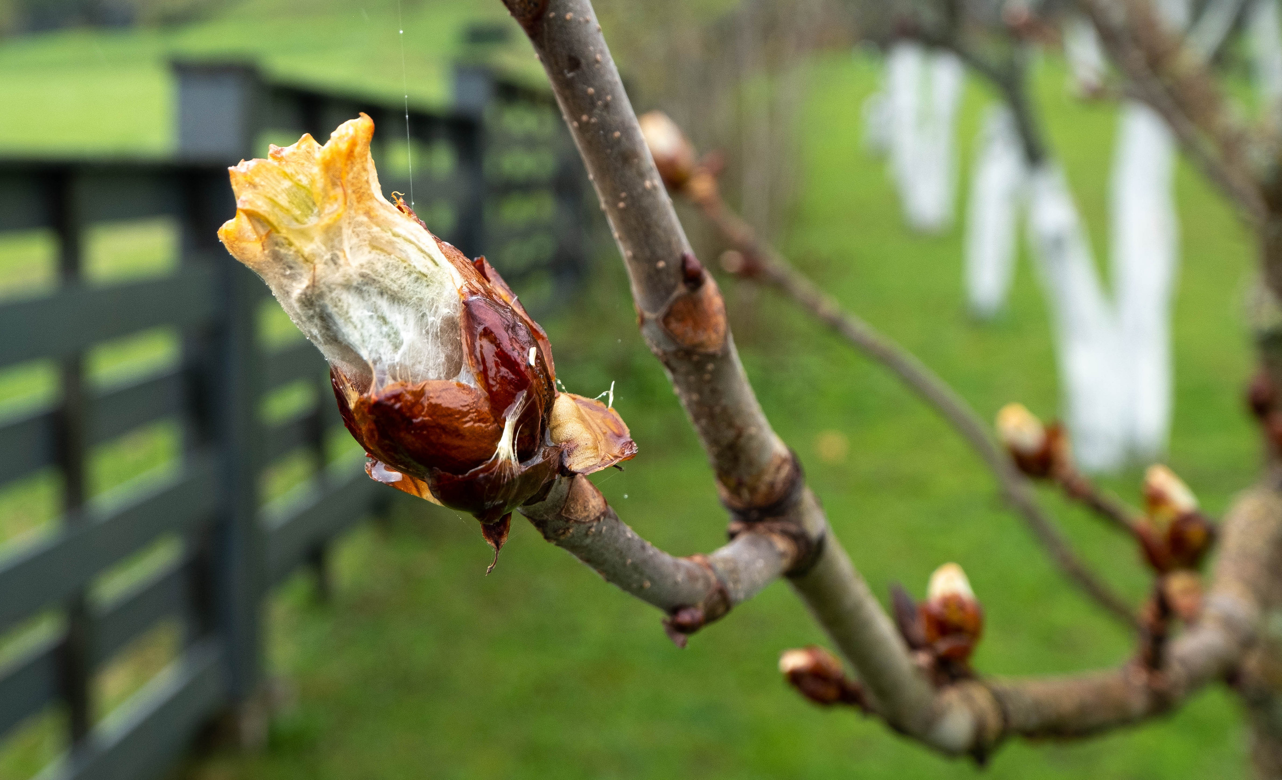 Дача. ПОБУДЬ ЗДЕСЬ И ЦЕЛЕЕ БУДЕТ ЭТОТ МИР