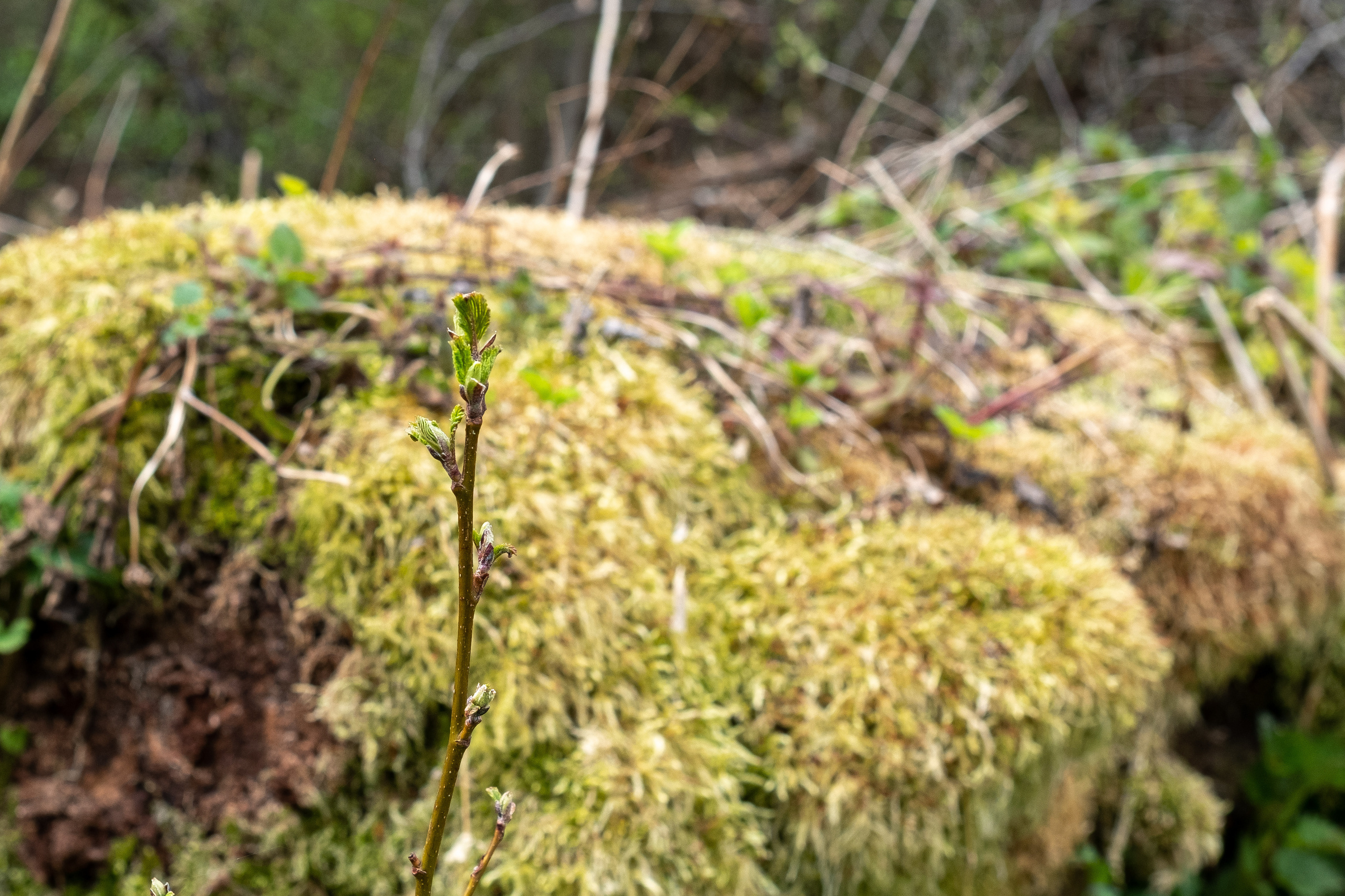 Дача. ПОБУДЬ ЗДЕСЬ И ЦЕЛЕЕ БУДЕТ ЭТОТ МИР