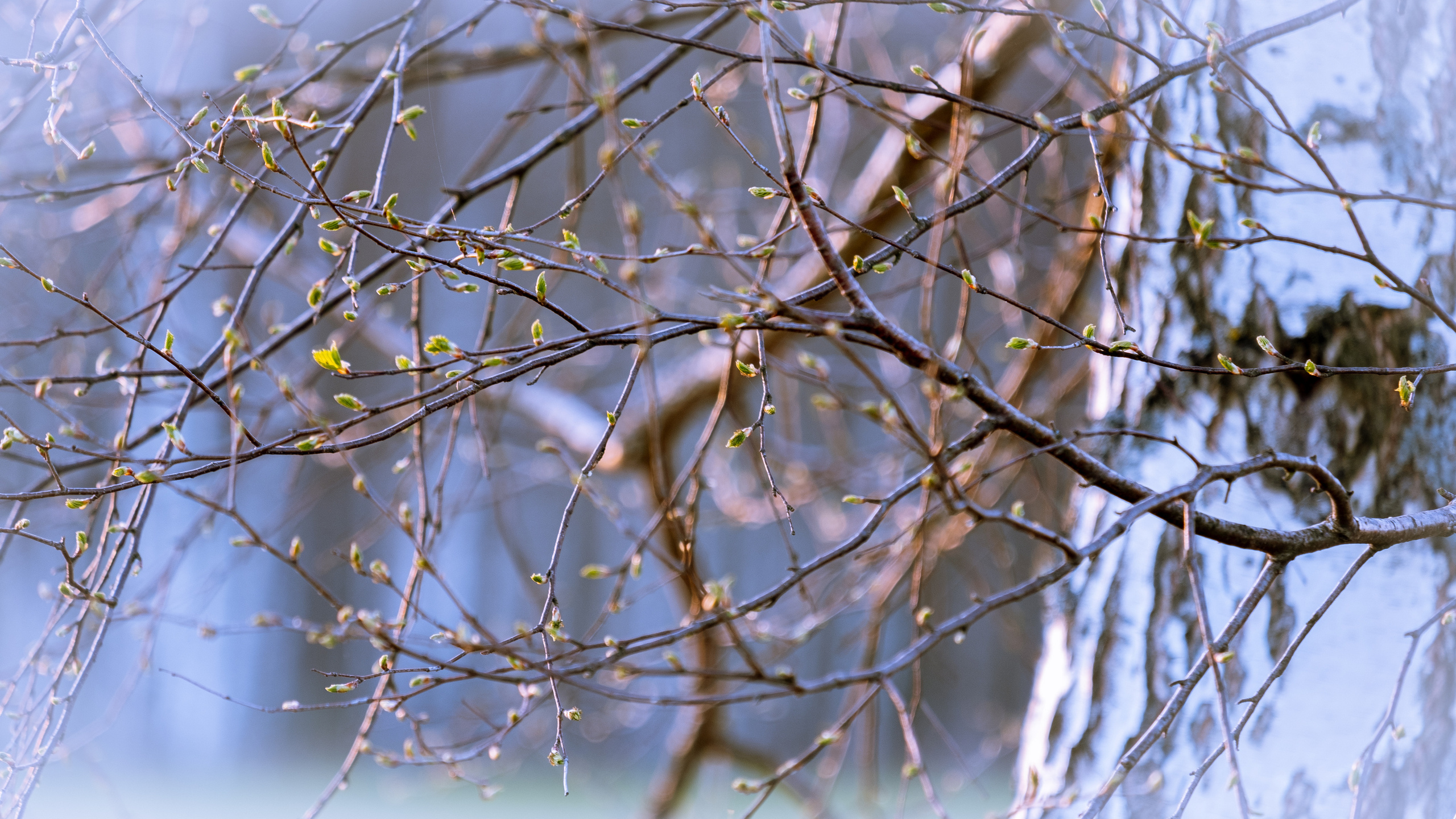 Дача. ПОБУДЬ ЗДЕСЬ И ЦЕЛЕЕ БУДЕТ ЭТОТ МИР