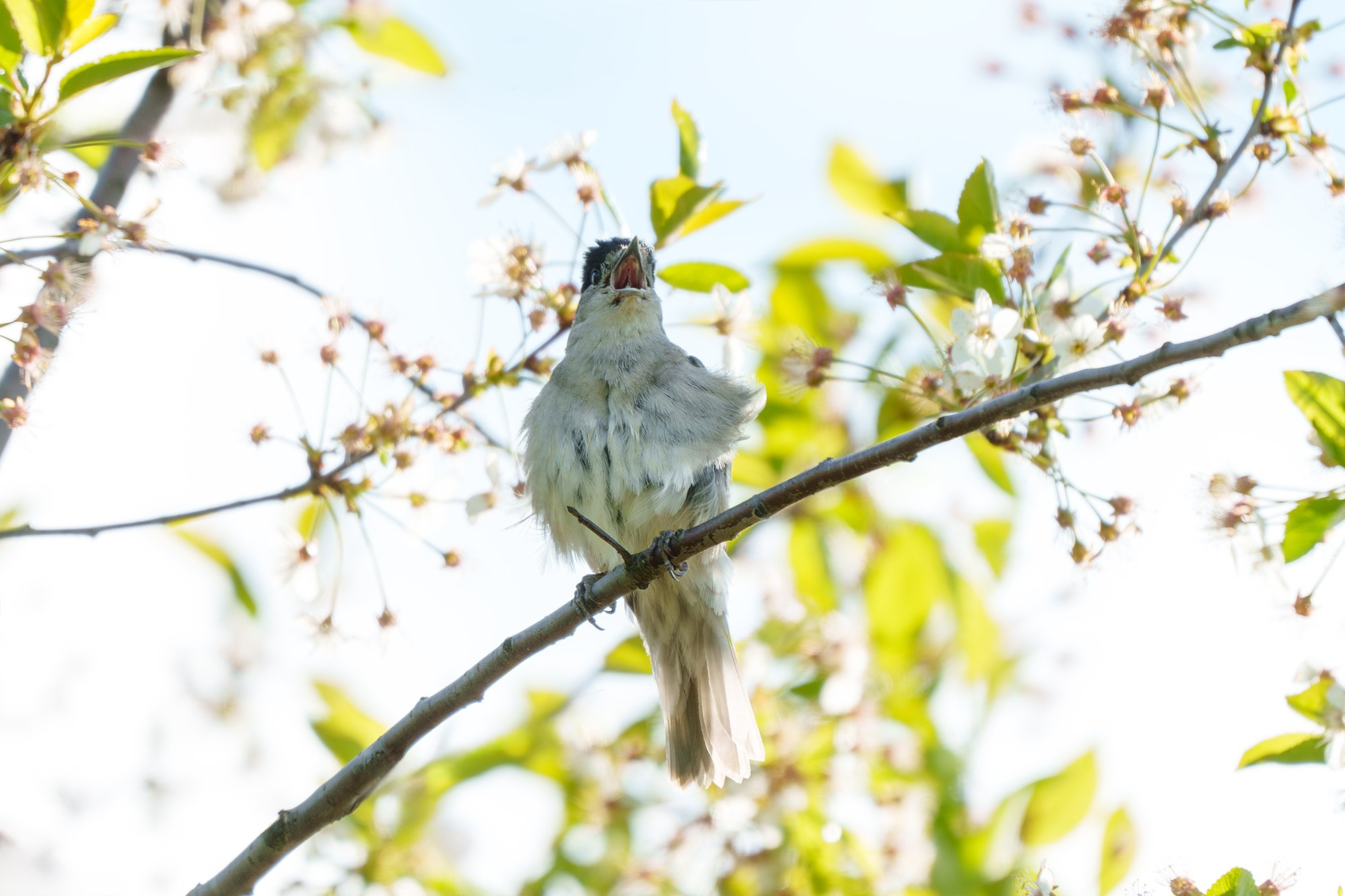 Удивительные мир птиц. Вокруг нас столько прекрасного — присмотритесь!. Ваш личный фотограф Марина Волкова