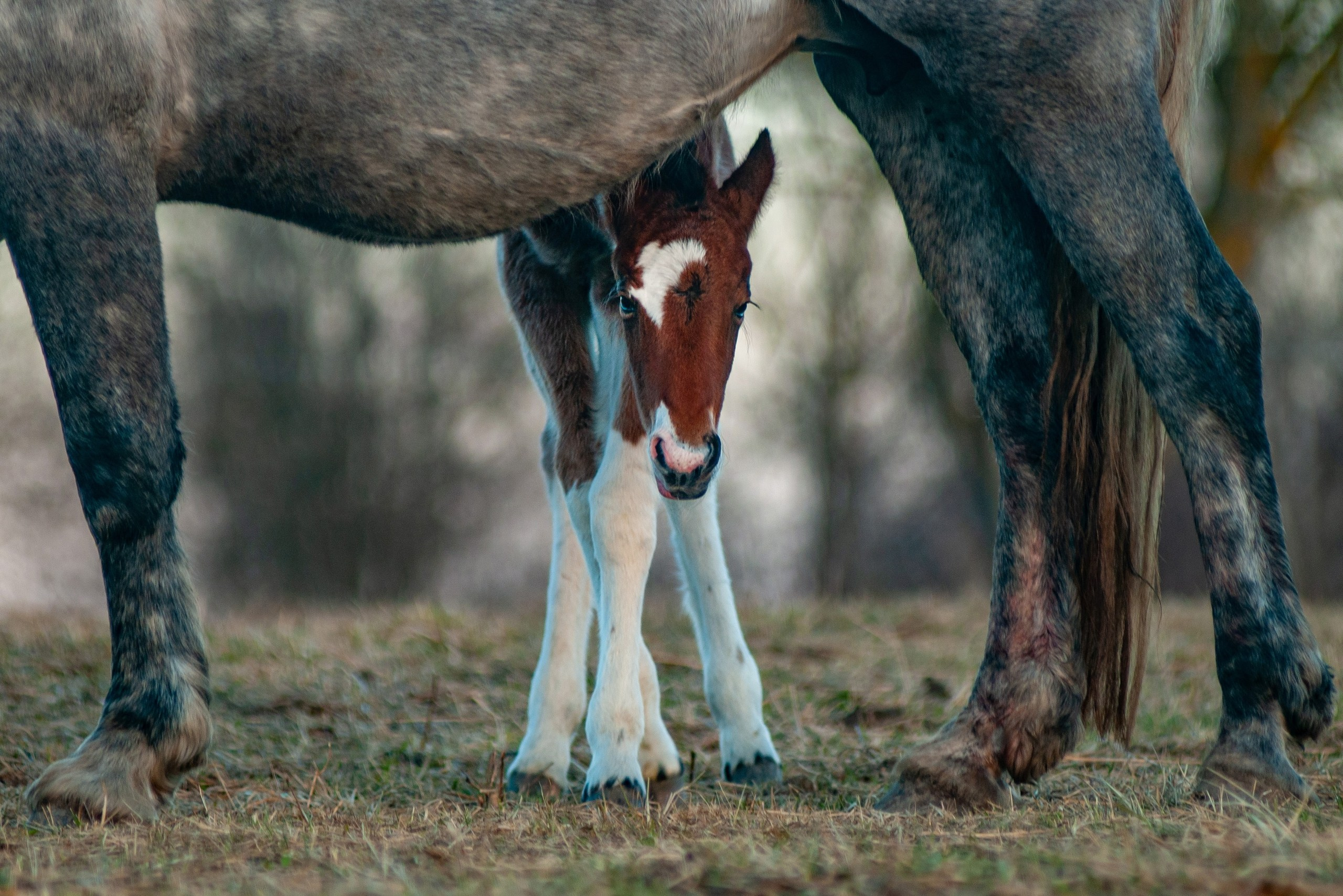 Фотосъемка лошадей. Фотограф с лошадьми в Калининграде Татьяна Ларина