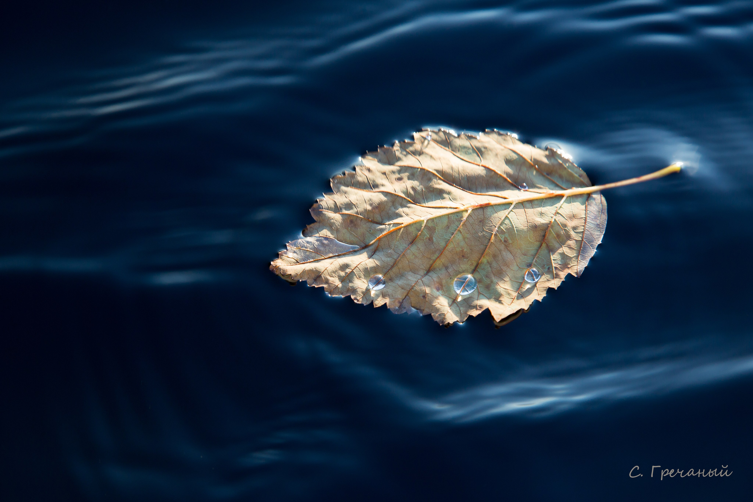 Мир растений. Пейзажи Крайнего Севера. Баренцево море, Рыбачий, Средний, Немецкий