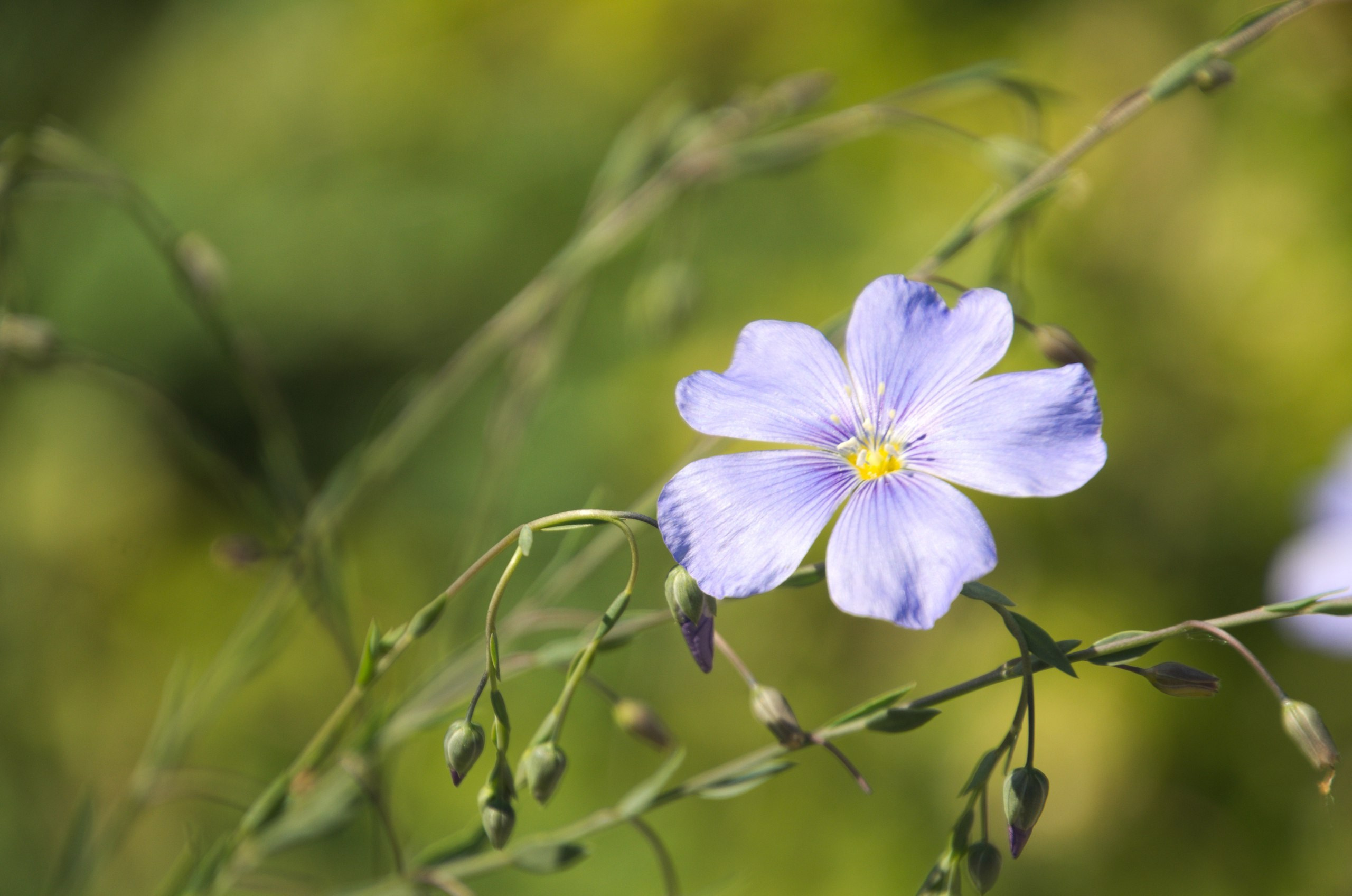 Таруса+Серпухов | 18.06.2017. Галерея Фантим