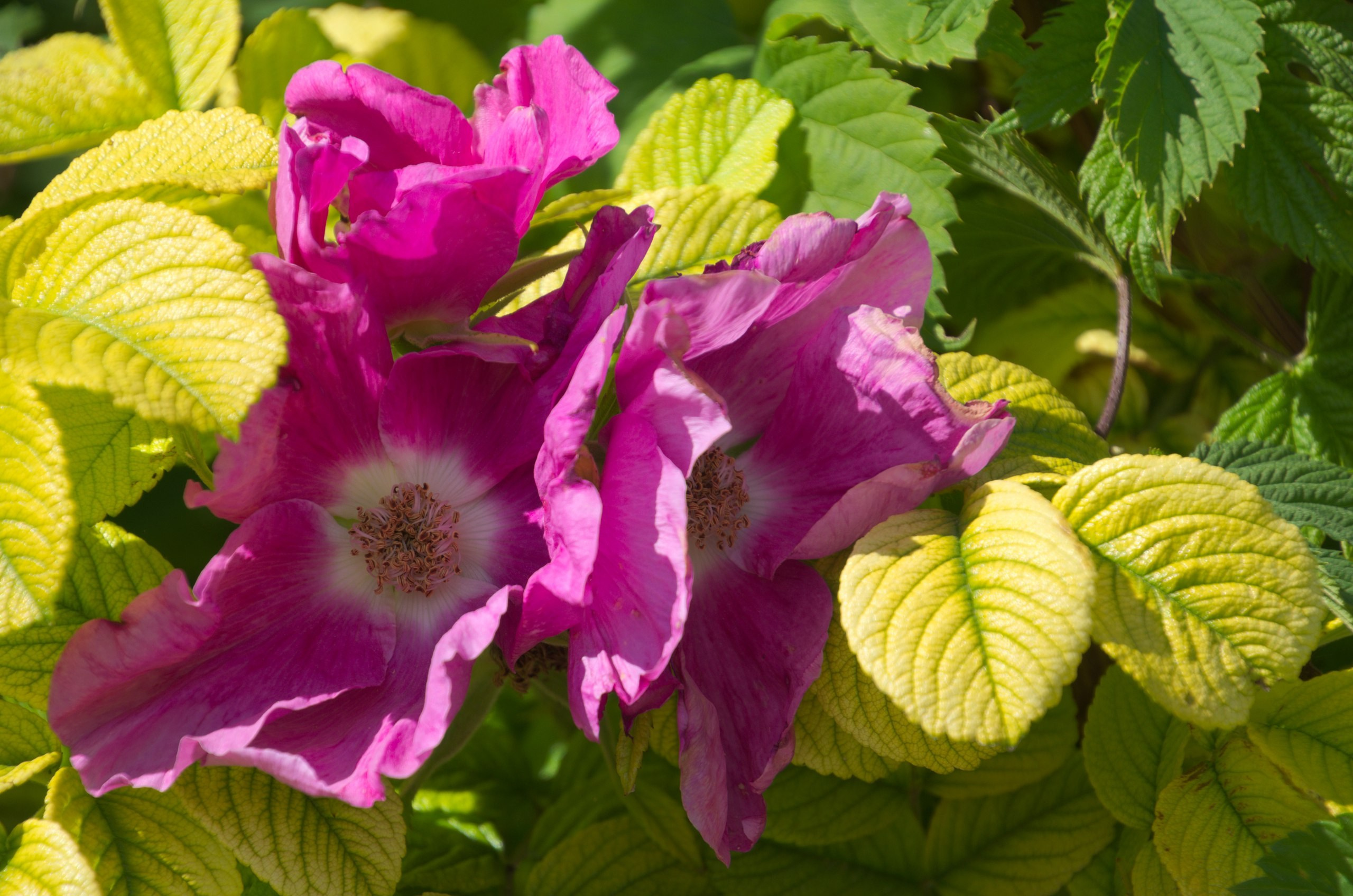 Таруса+Серпухов | 18.06.2017. Галерея Фантим