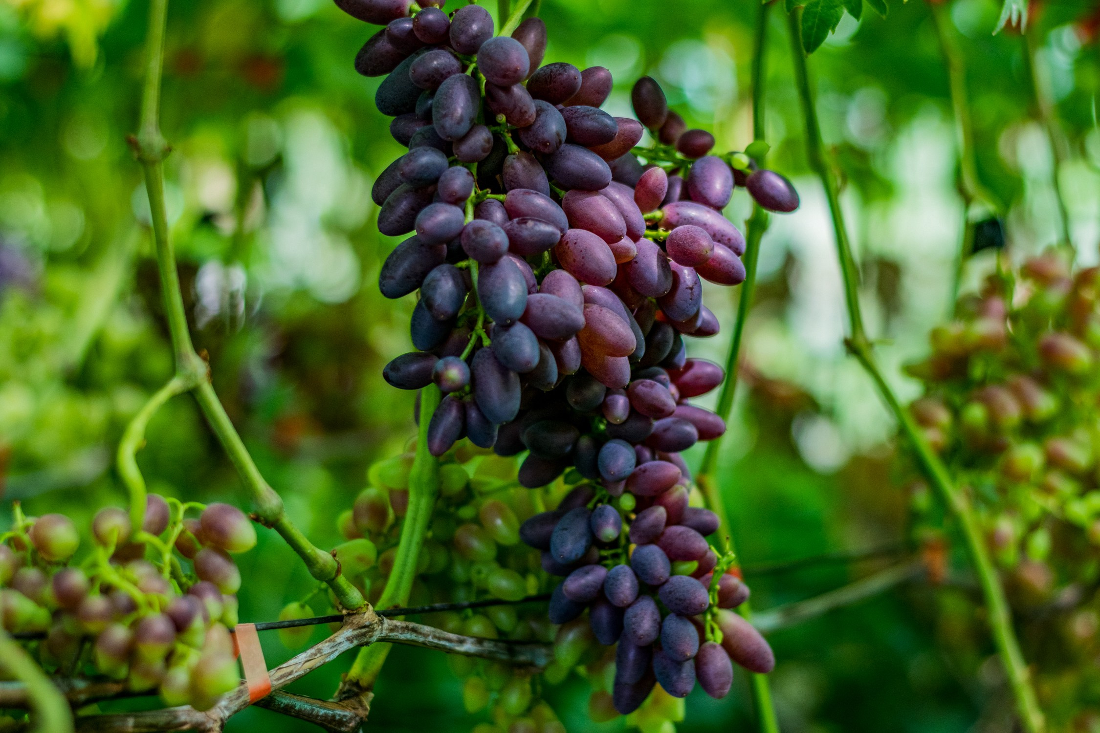Антон Курдюмов фотограф в Хабаровске Рина Курдюмова фото27 foto27 Антон Дорофеев репортажный репортаж документалист Тони и Рина фотосоздатели Виноградники Хехцир 2024 Хабаровск виноград дикий фермер фермерство дачный сезон